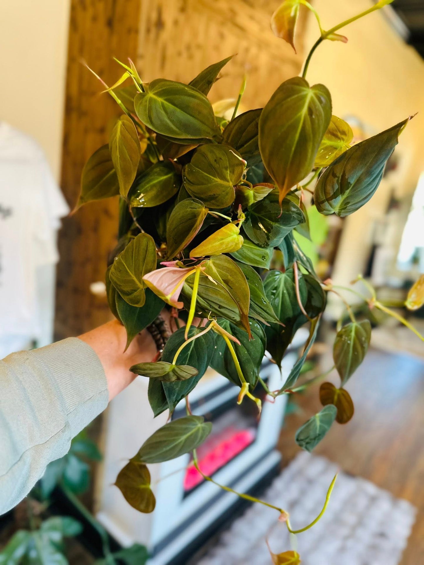 6" Philodendron Micans