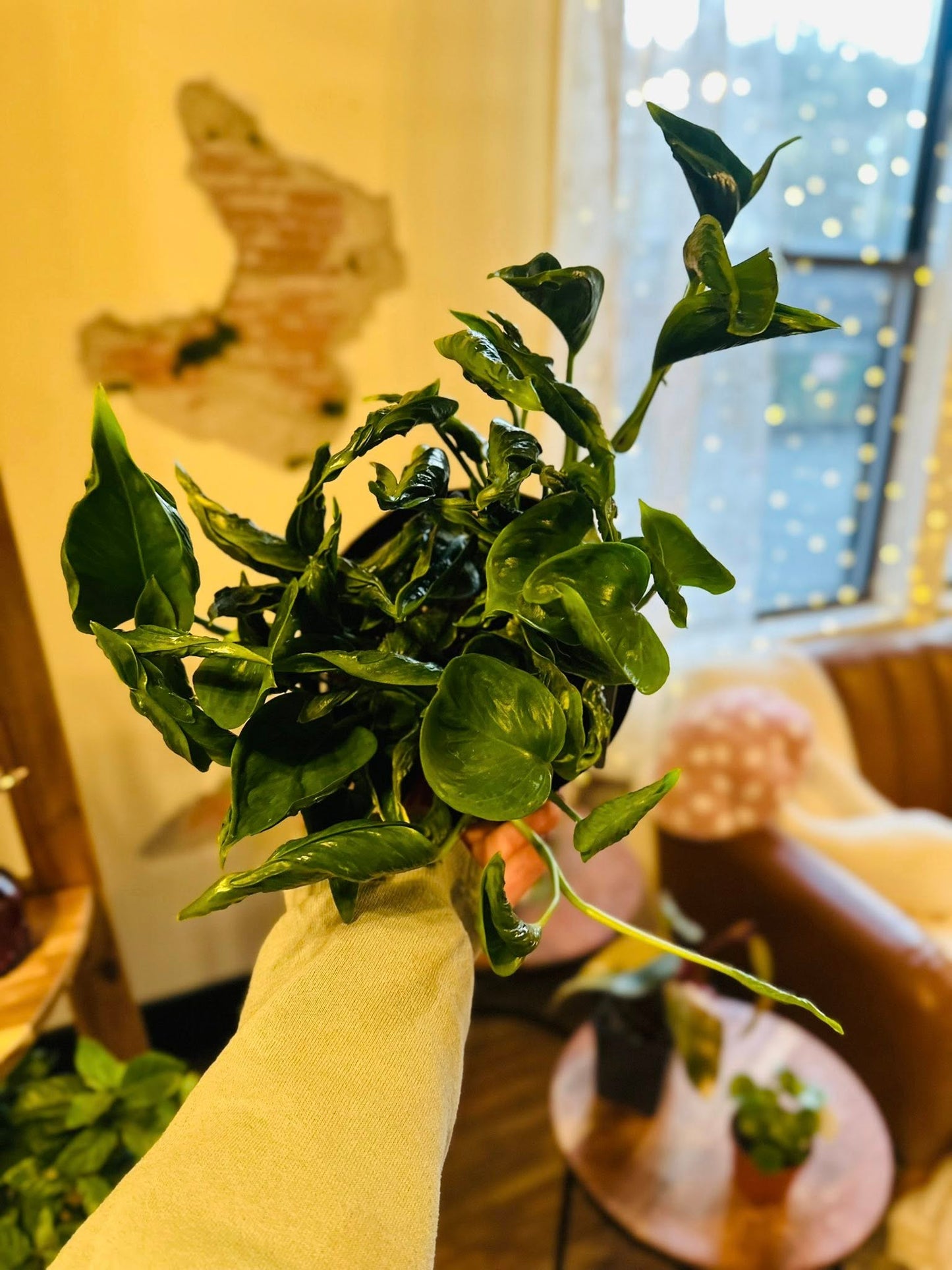 6" Pothos Shangri La