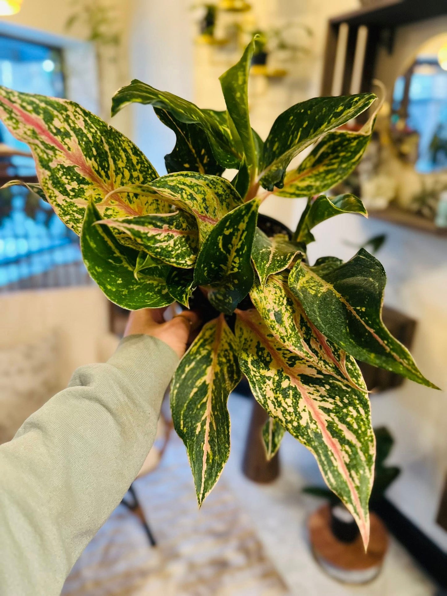 6" Aglaonema Sparkling Sarah