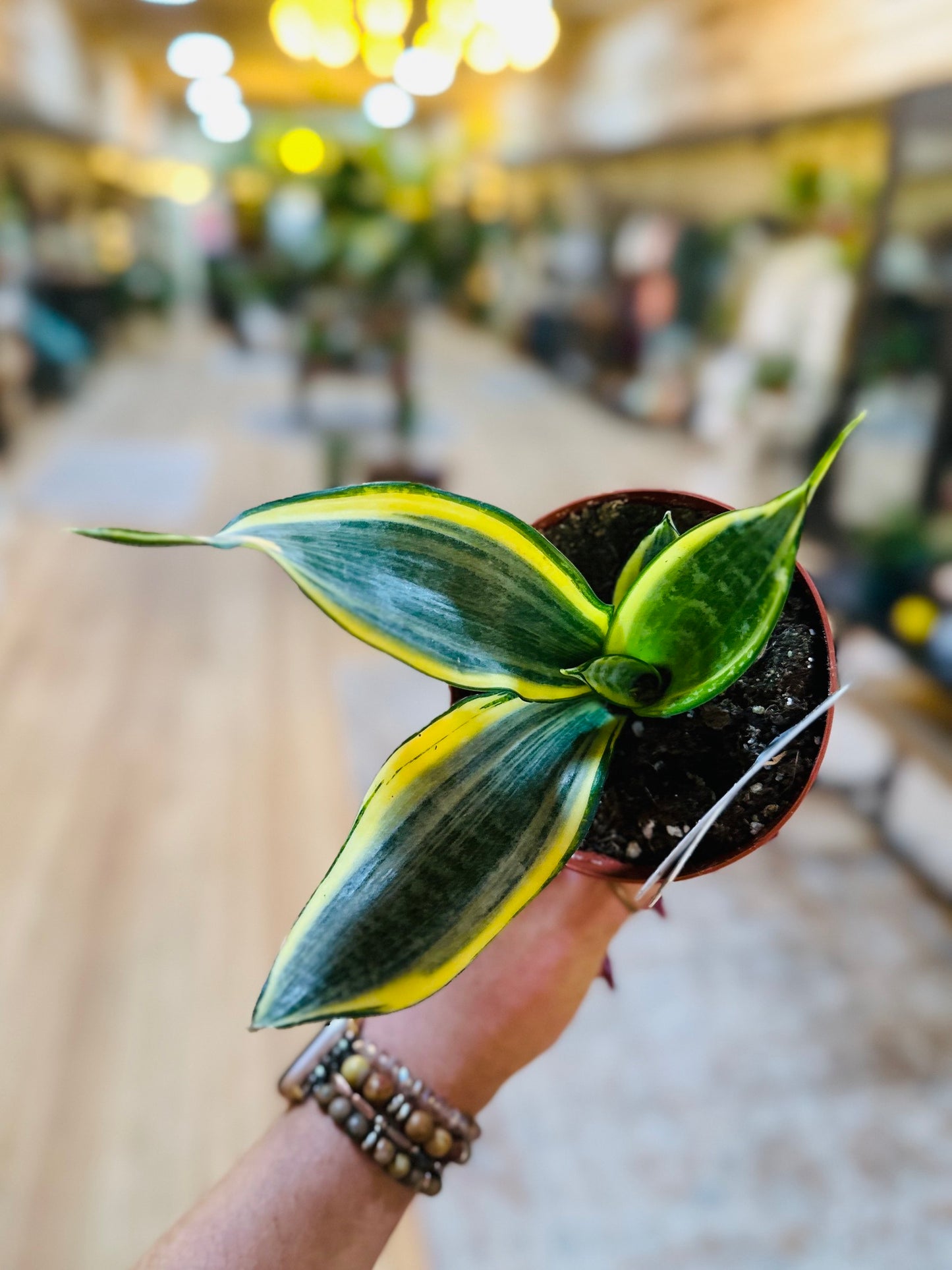 4" Trifasciata Snake Plant