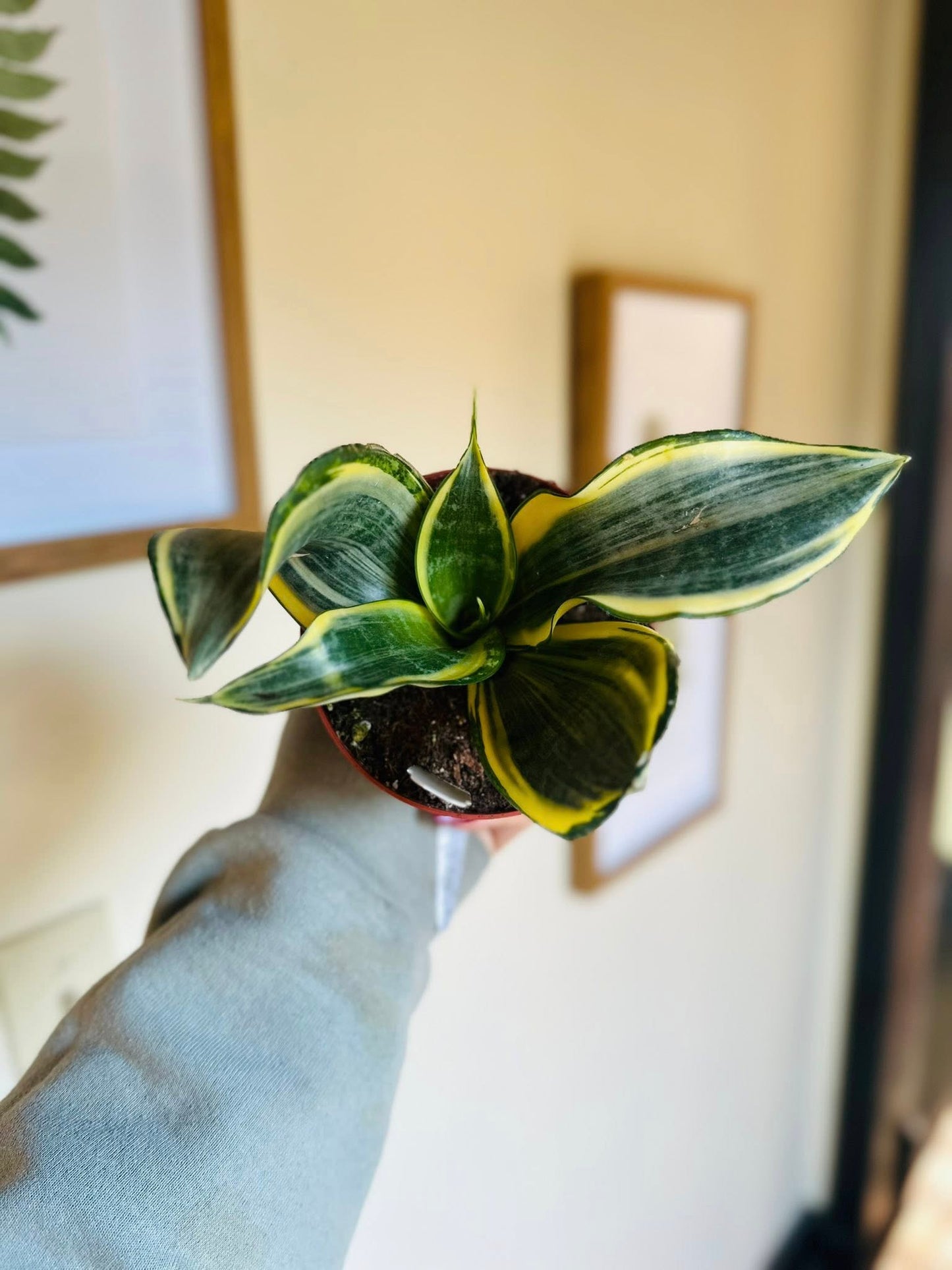 4" Trifasciata Snake Plant
