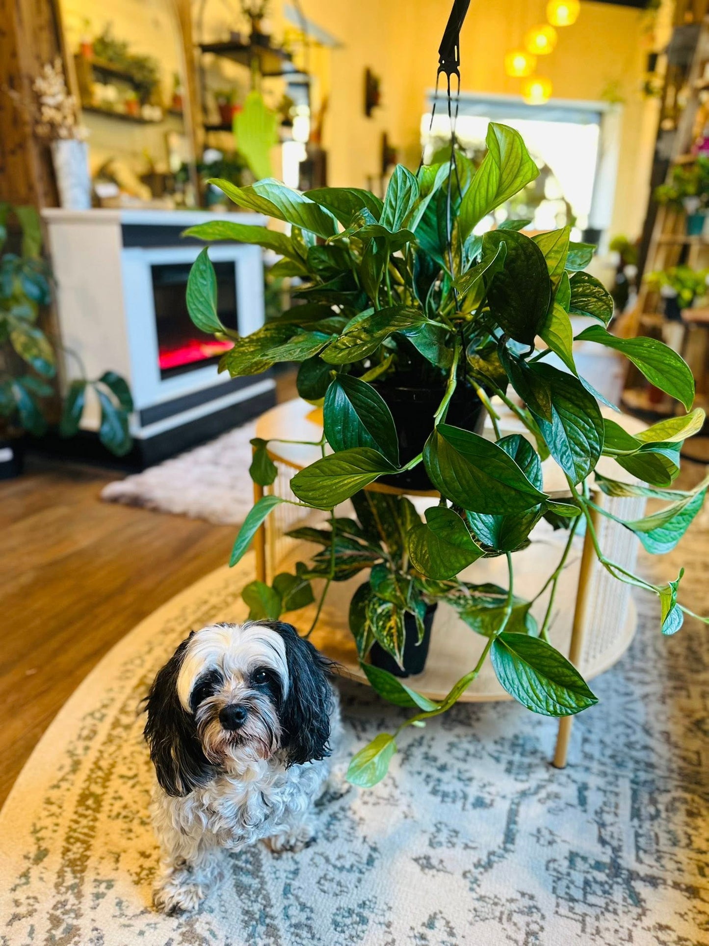 8" Monstera Pinnatipartita Basket