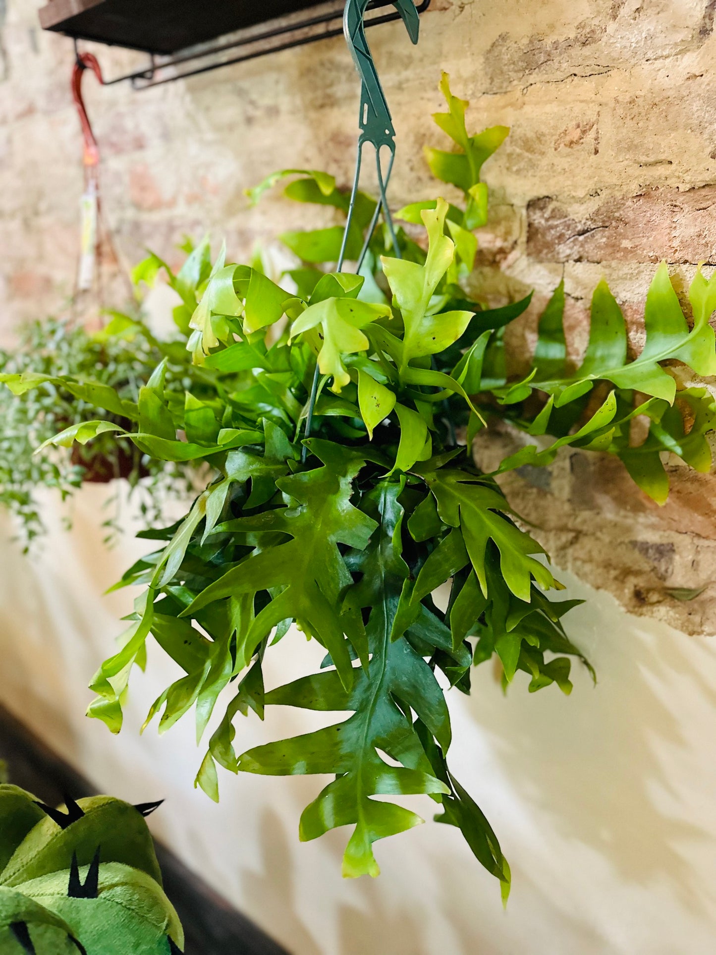 8" Shark Tooth Basket