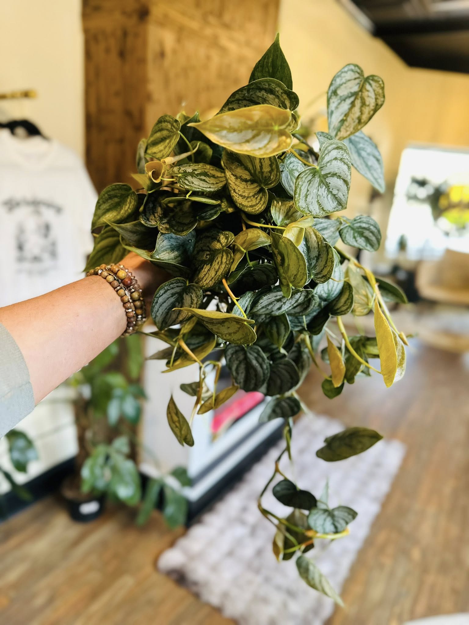 philodendron brandtianum hanging 6" Philodendron Brandtianum – Grows on Main