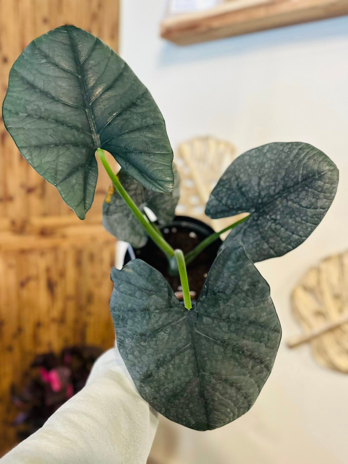 6" Alocasia Reginae Silver Velvet