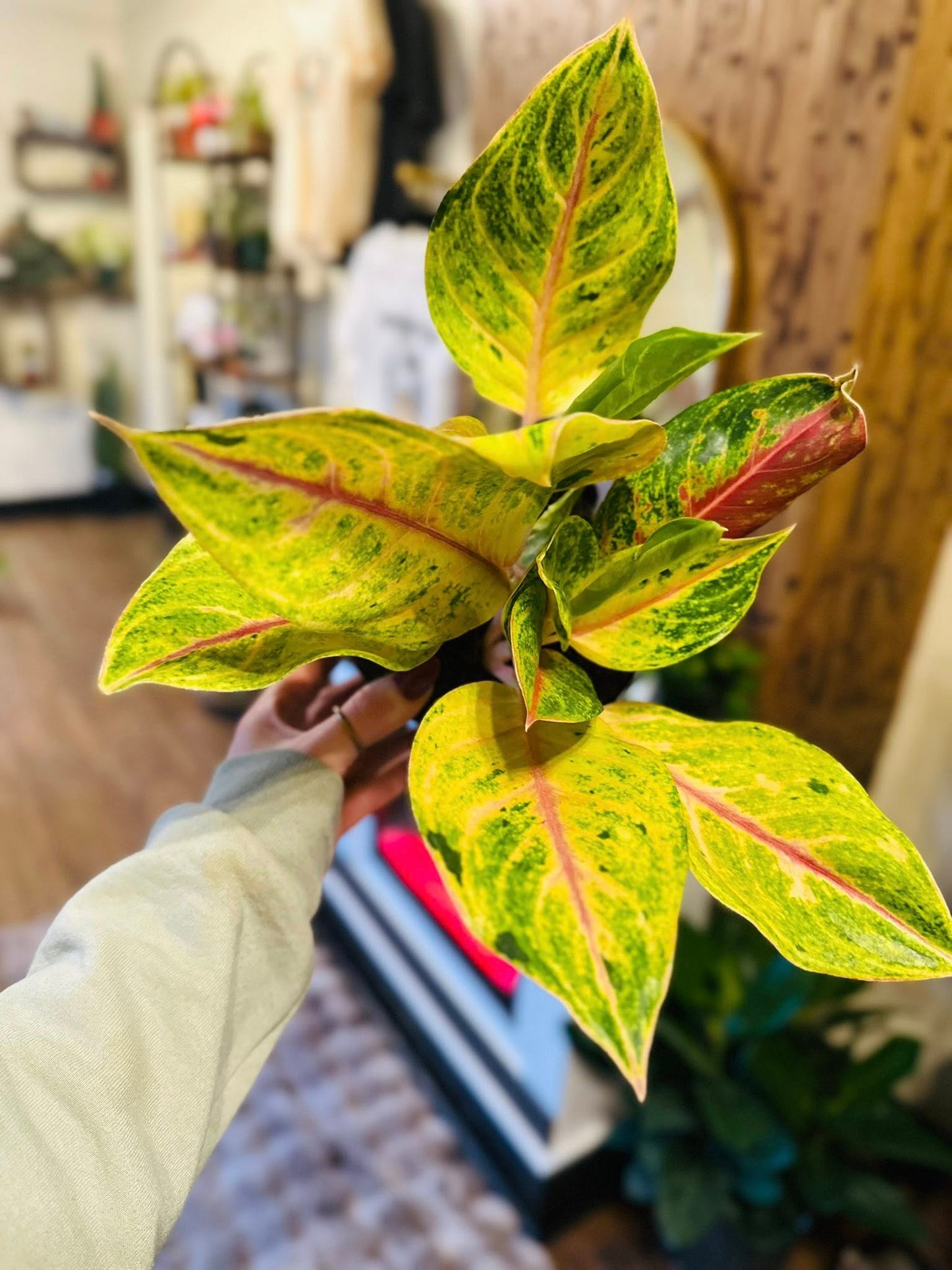 6" Aglaonema Golden Fluorite