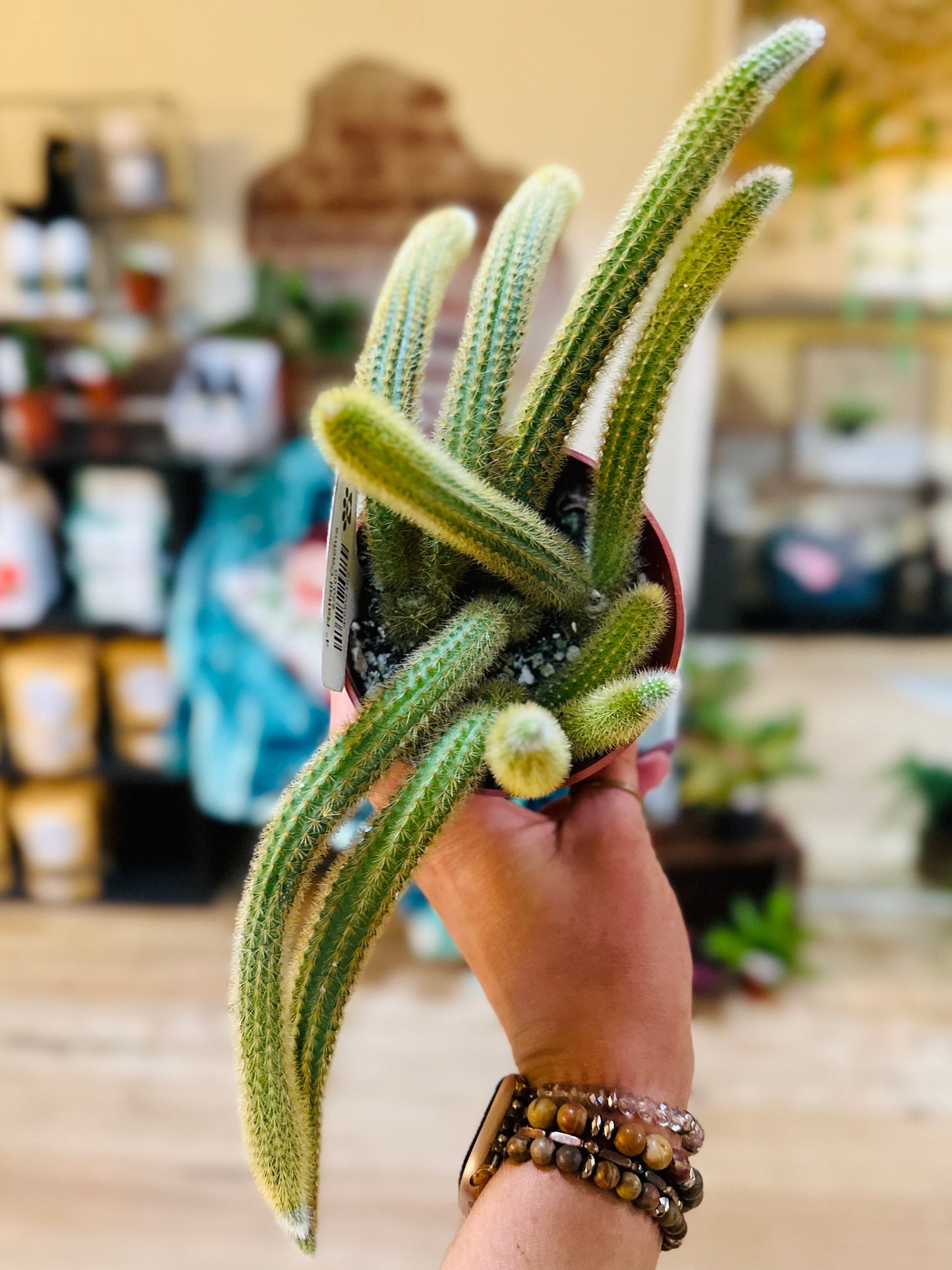 4" Rattail Cactus