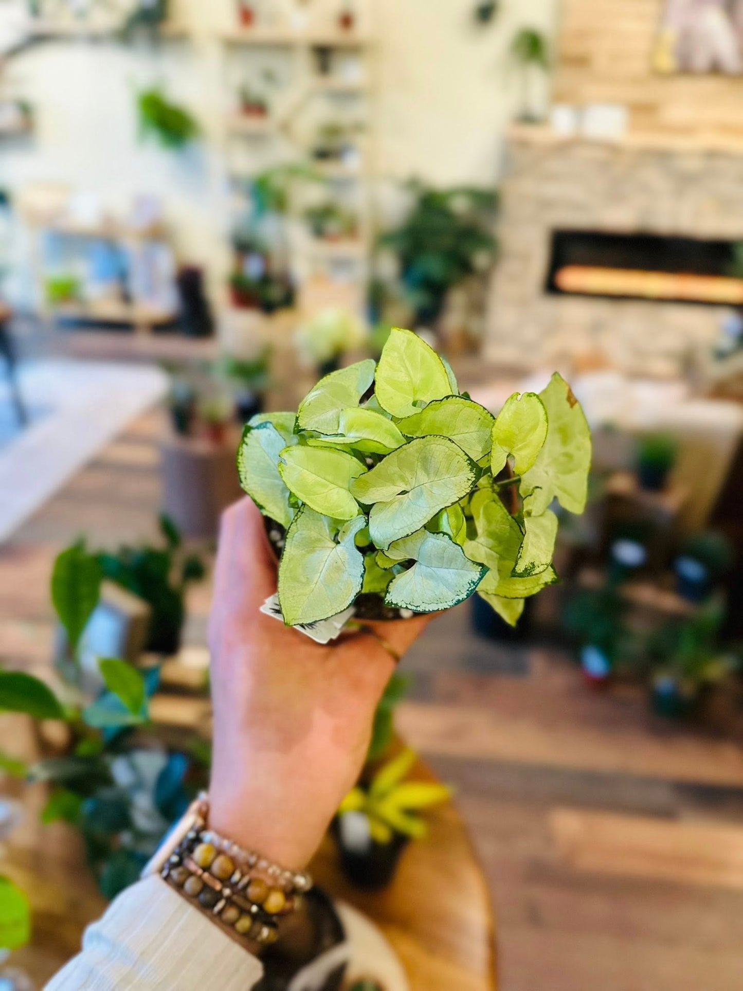 4" Syngonium White Butterfly