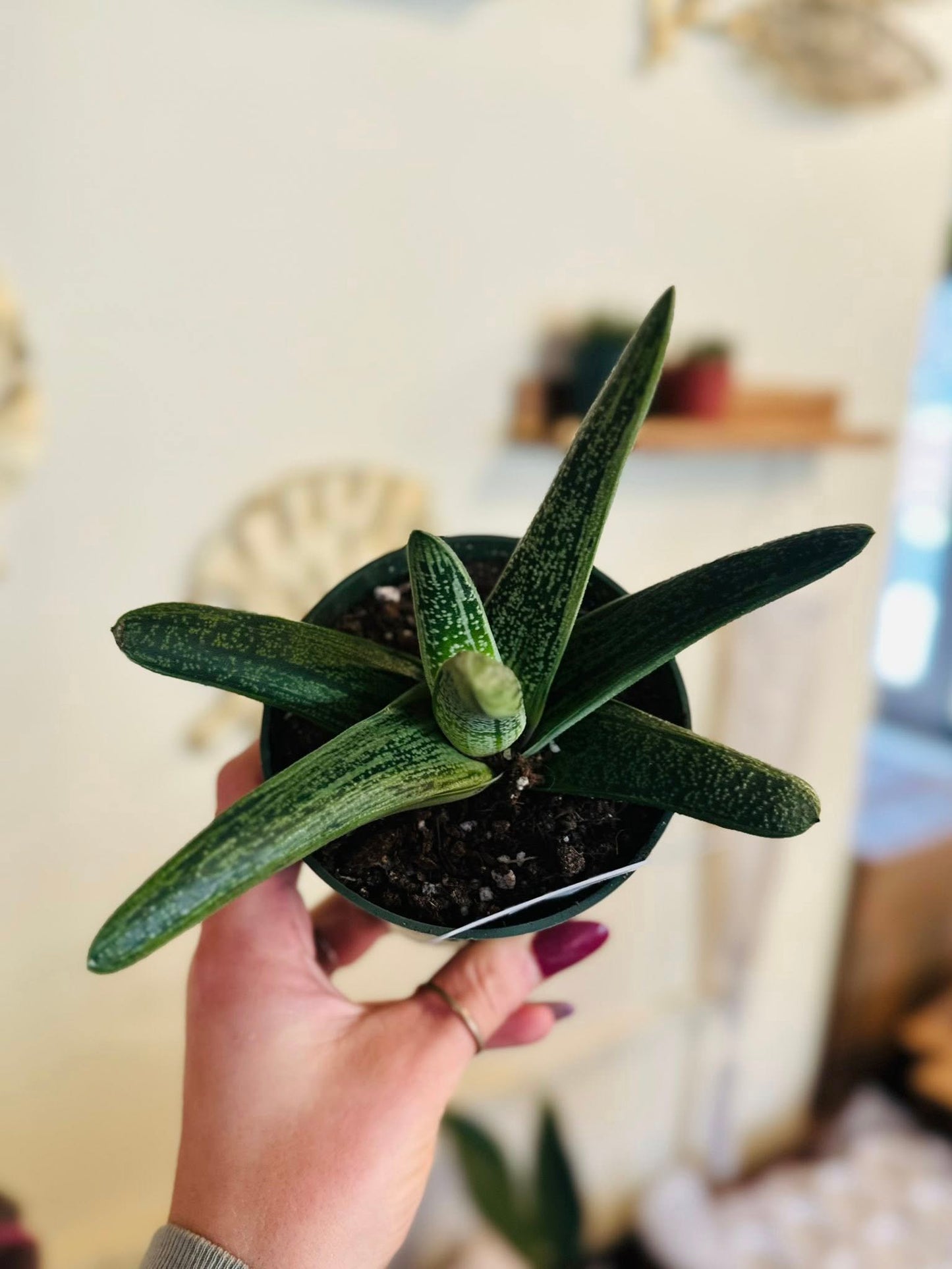 4" Gasteria Little Warty
