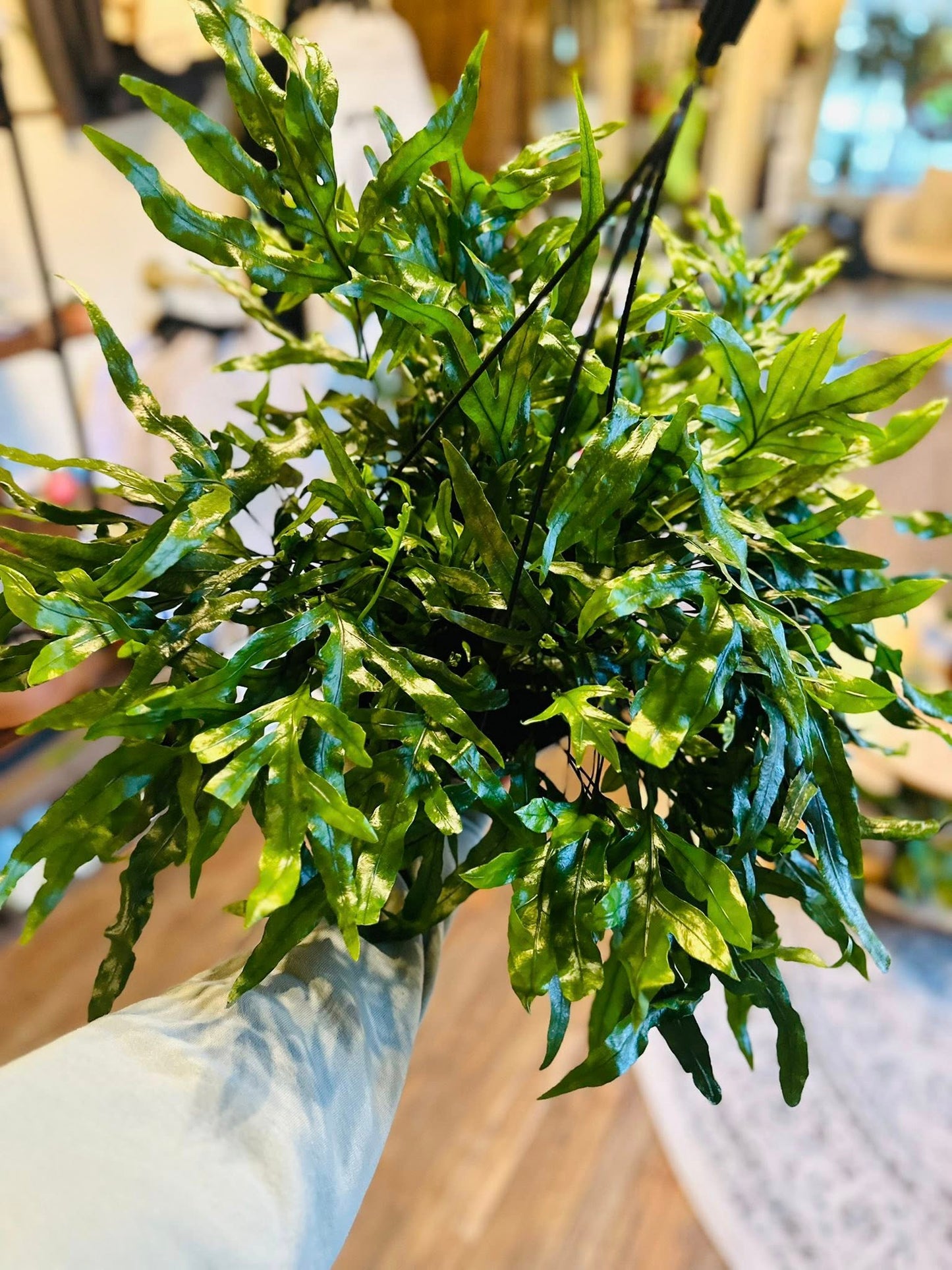 8" Kangaroo Fern Basket