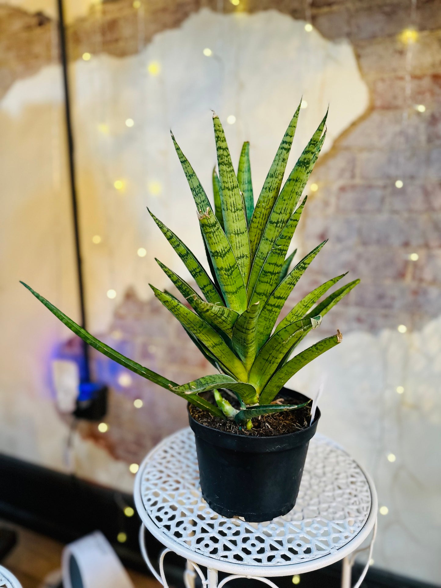 6" Crown Snake Plant