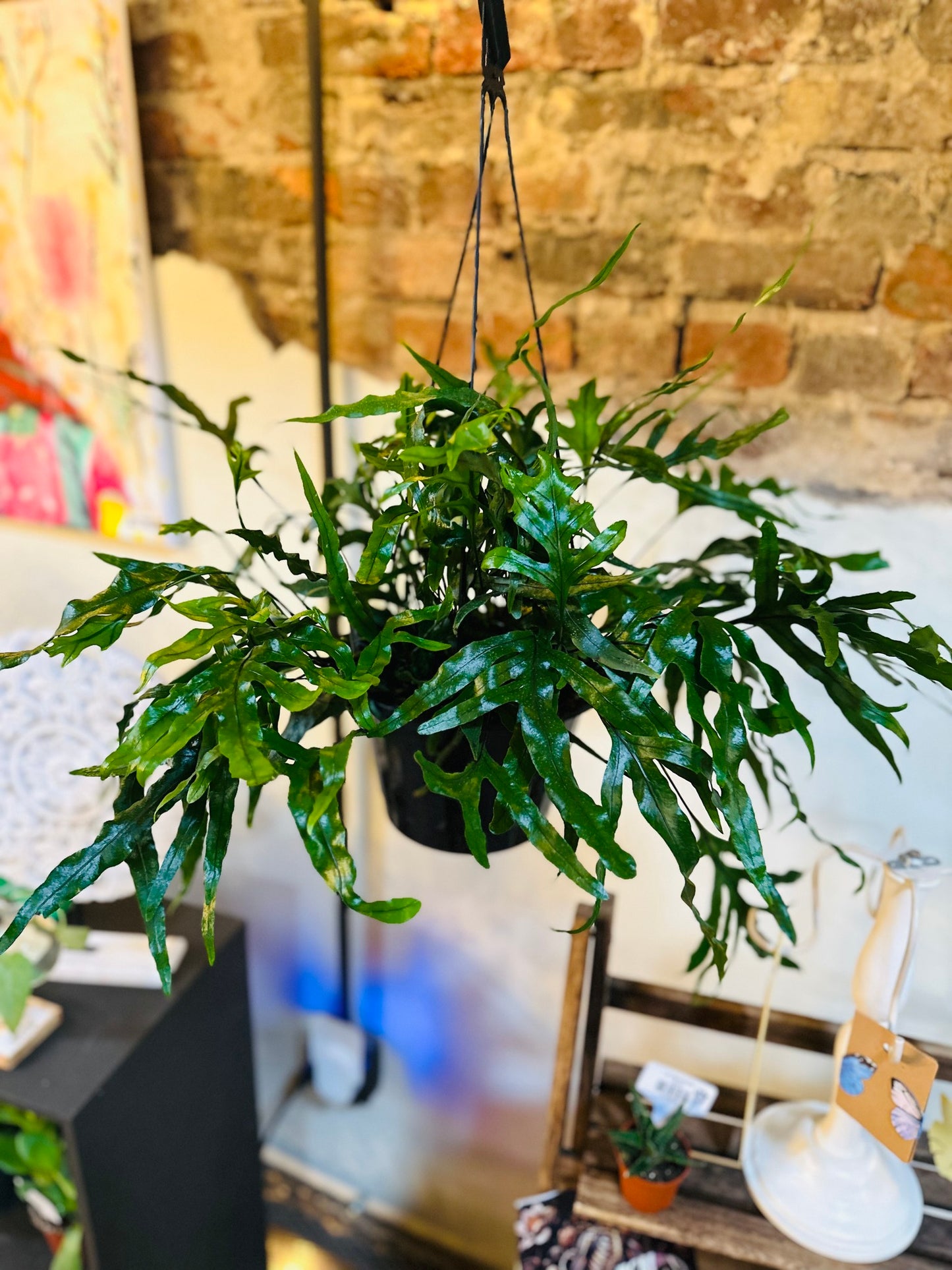 8" Kangaroo Fern Basket