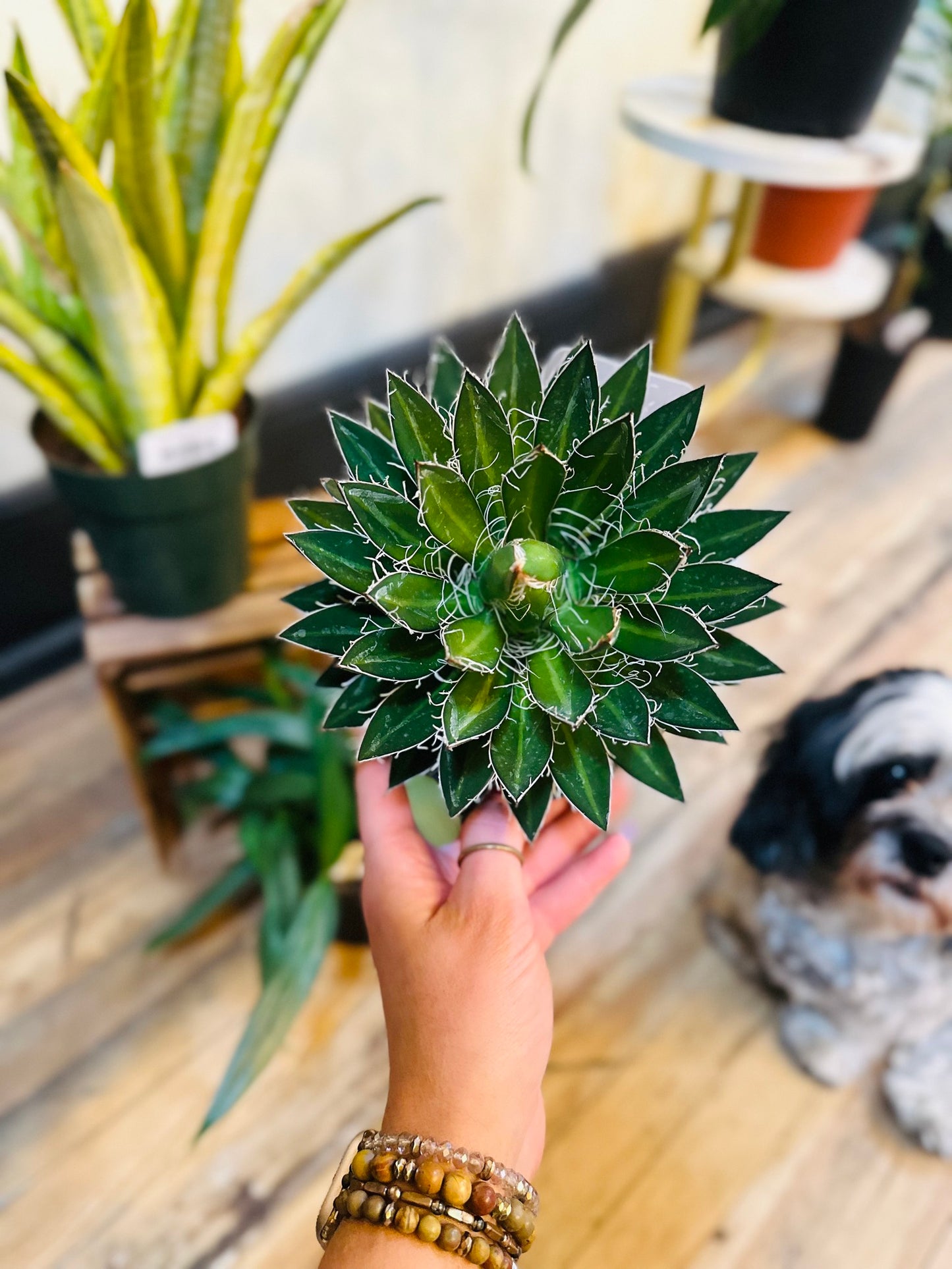 6" Hairy Agave