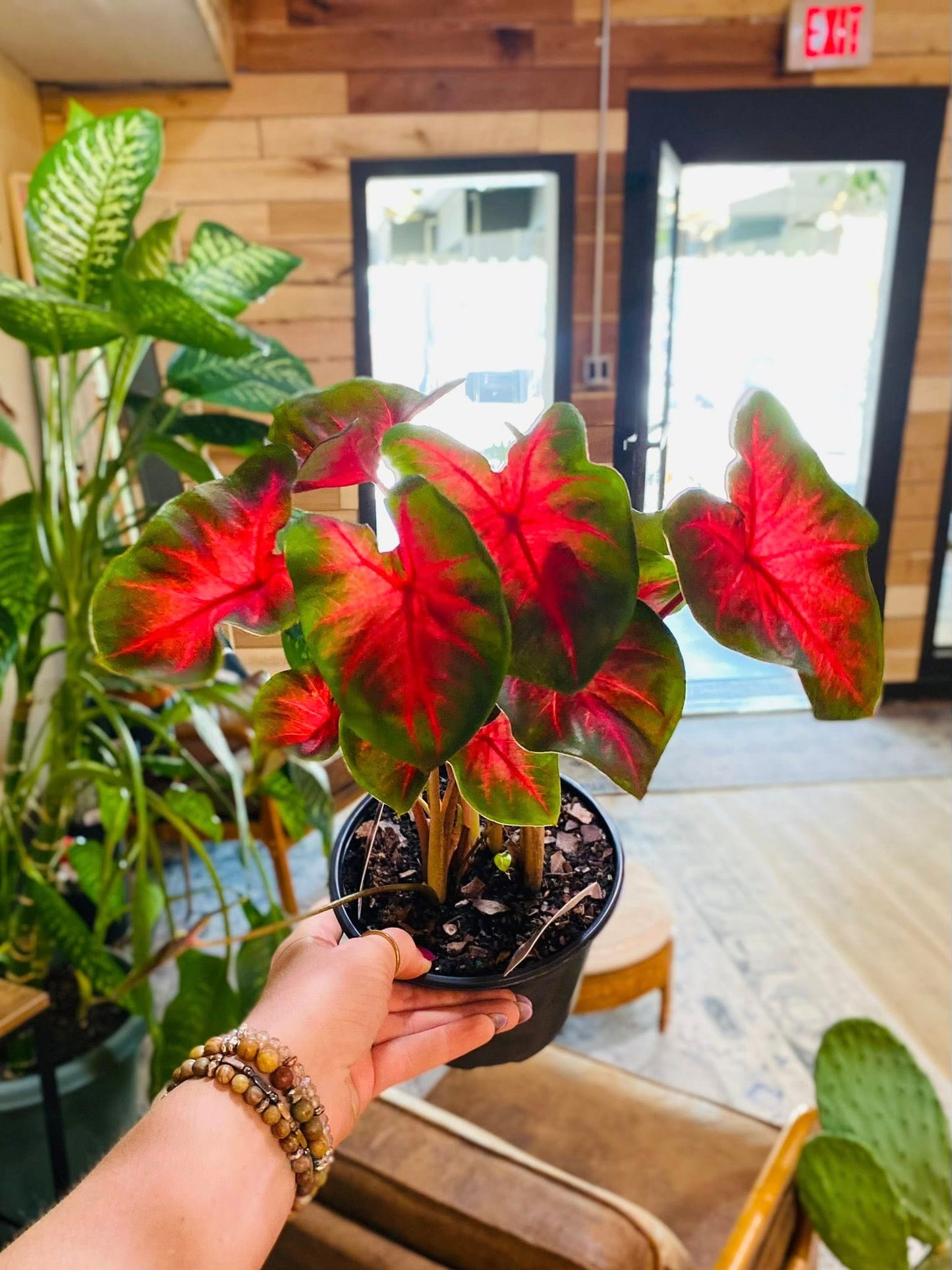 6" Caladium Red