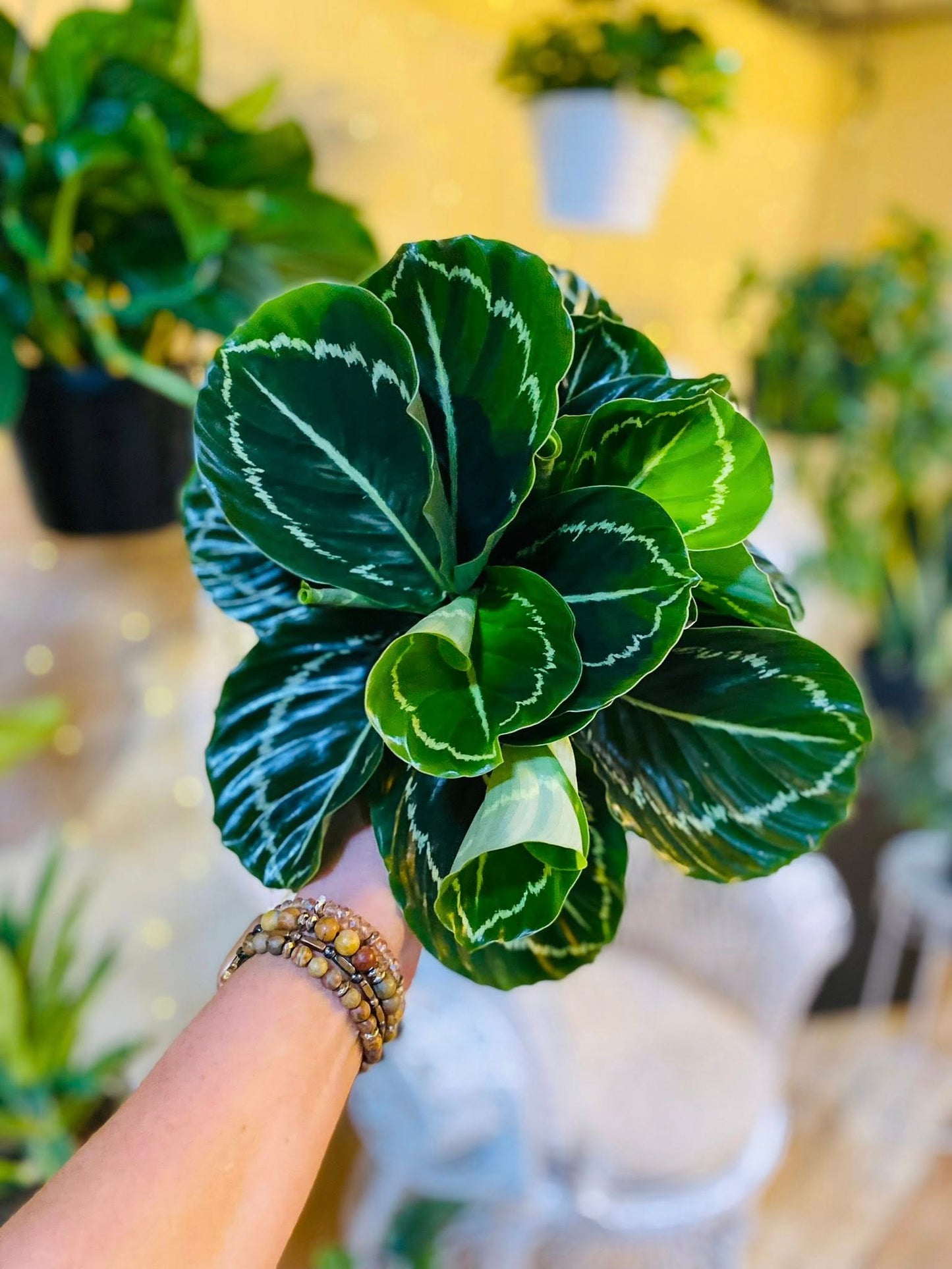 6" Calathea Jungle Rose