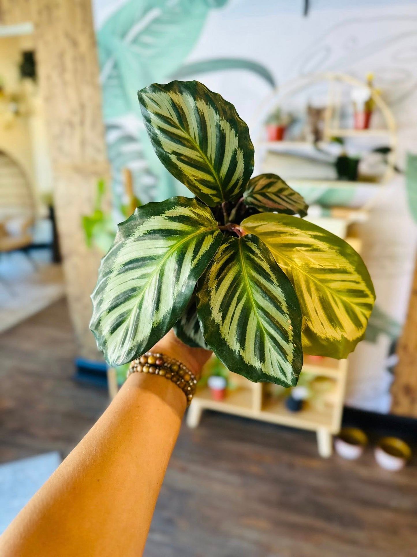 4" Calathea Red Peacock