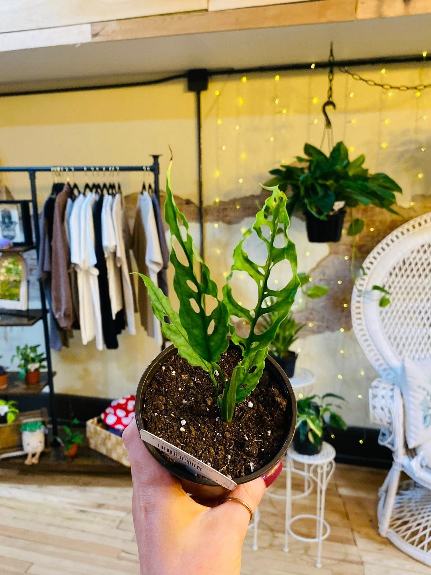 3.5" Monstera Obliqua