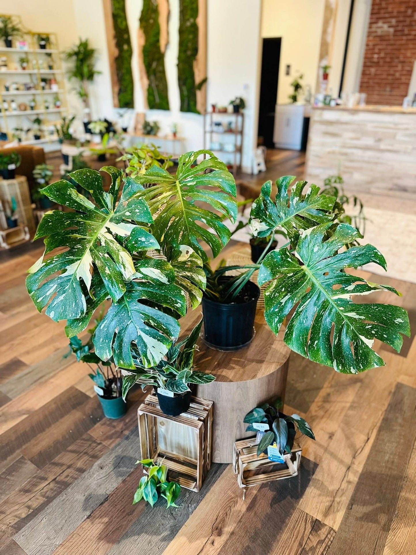 10" Monstera Thai Constellation