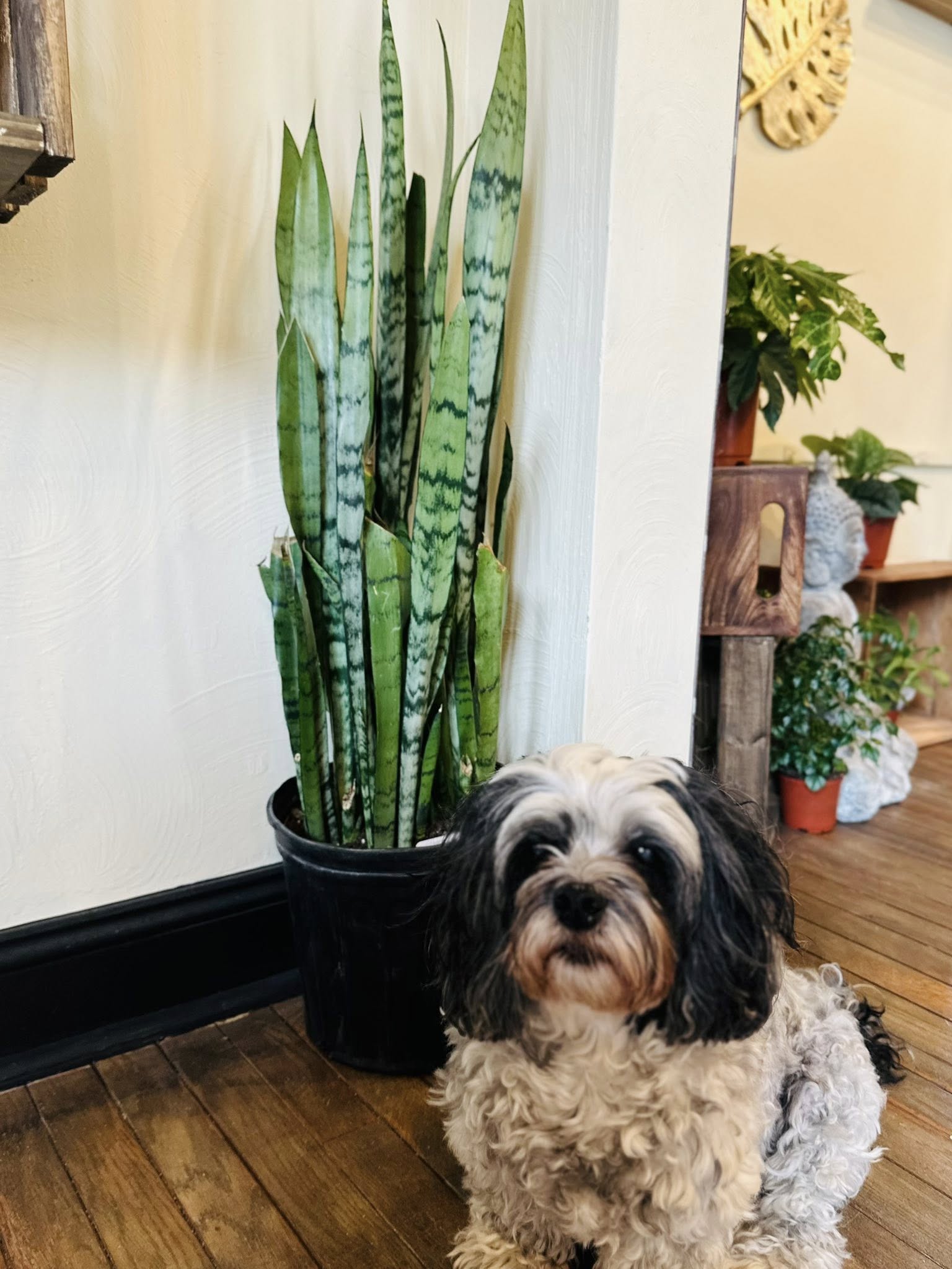 dog snake plant 10" Peppermint Snake Plant