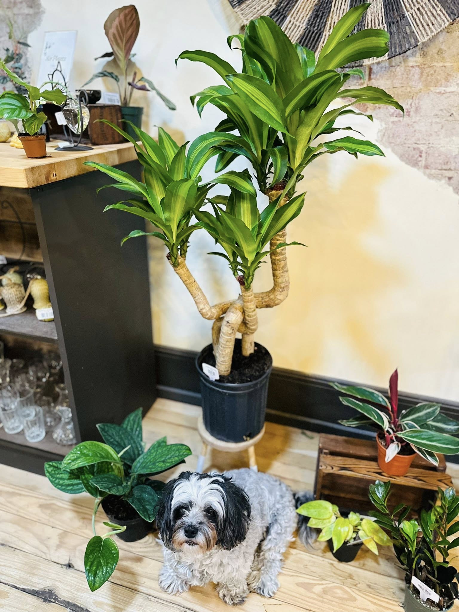 dracaena cane massangeana 8" Dracaena Mass Cane Twist – Grows on Main
