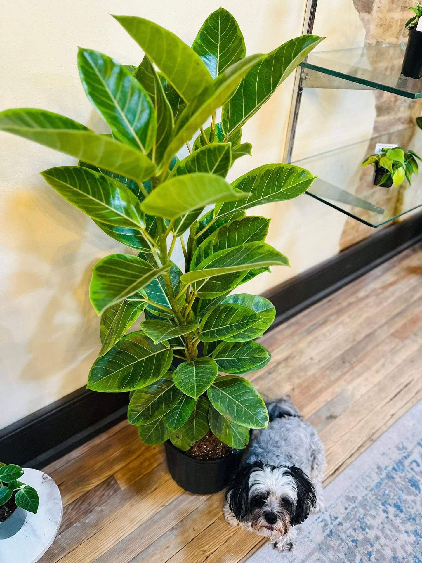 10" Ficus Altissima