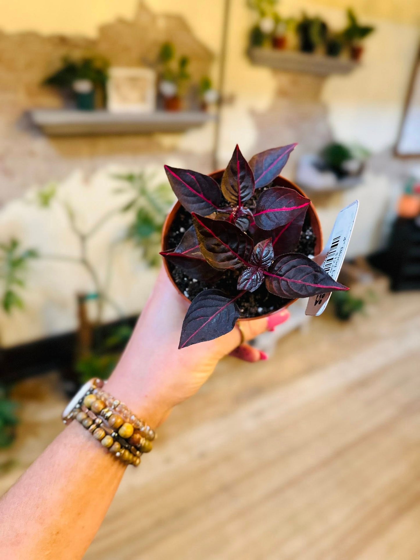 4" Blood Leaf