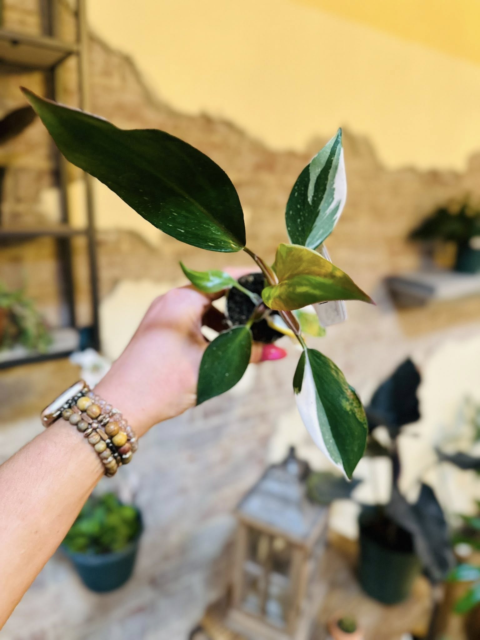 philodendron white knight 4" Philodendron White Knight