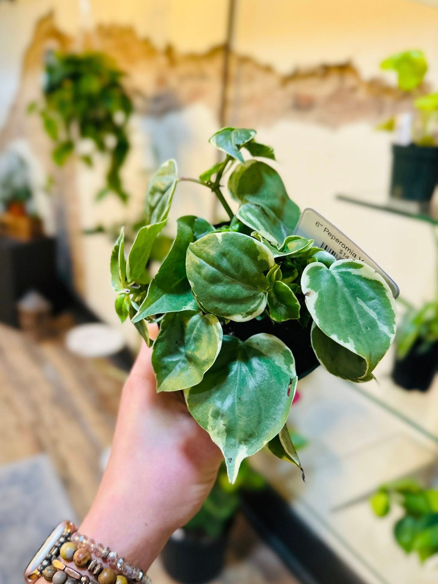 4" Peperomia Variegata