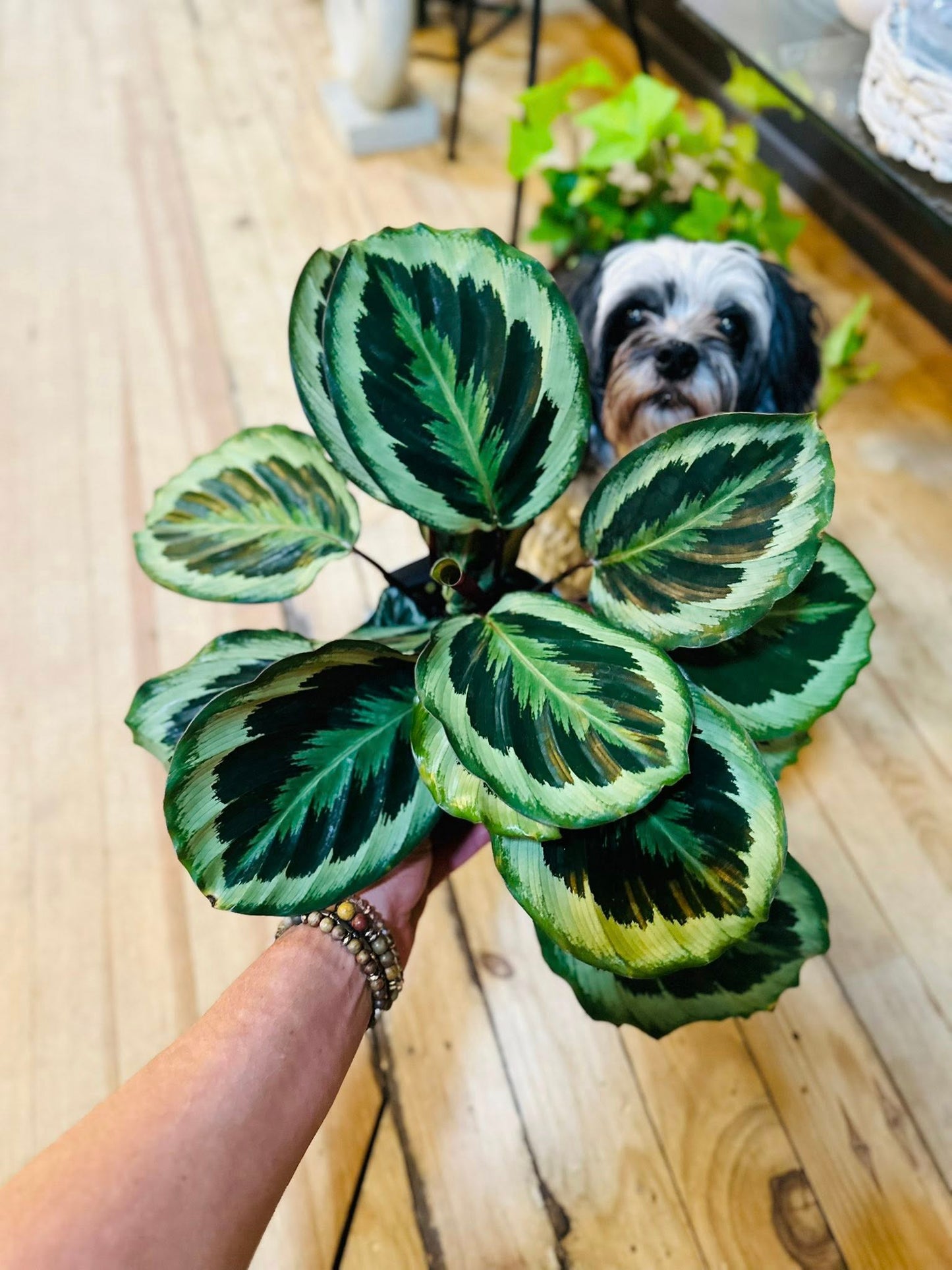 6" Calathea Maria