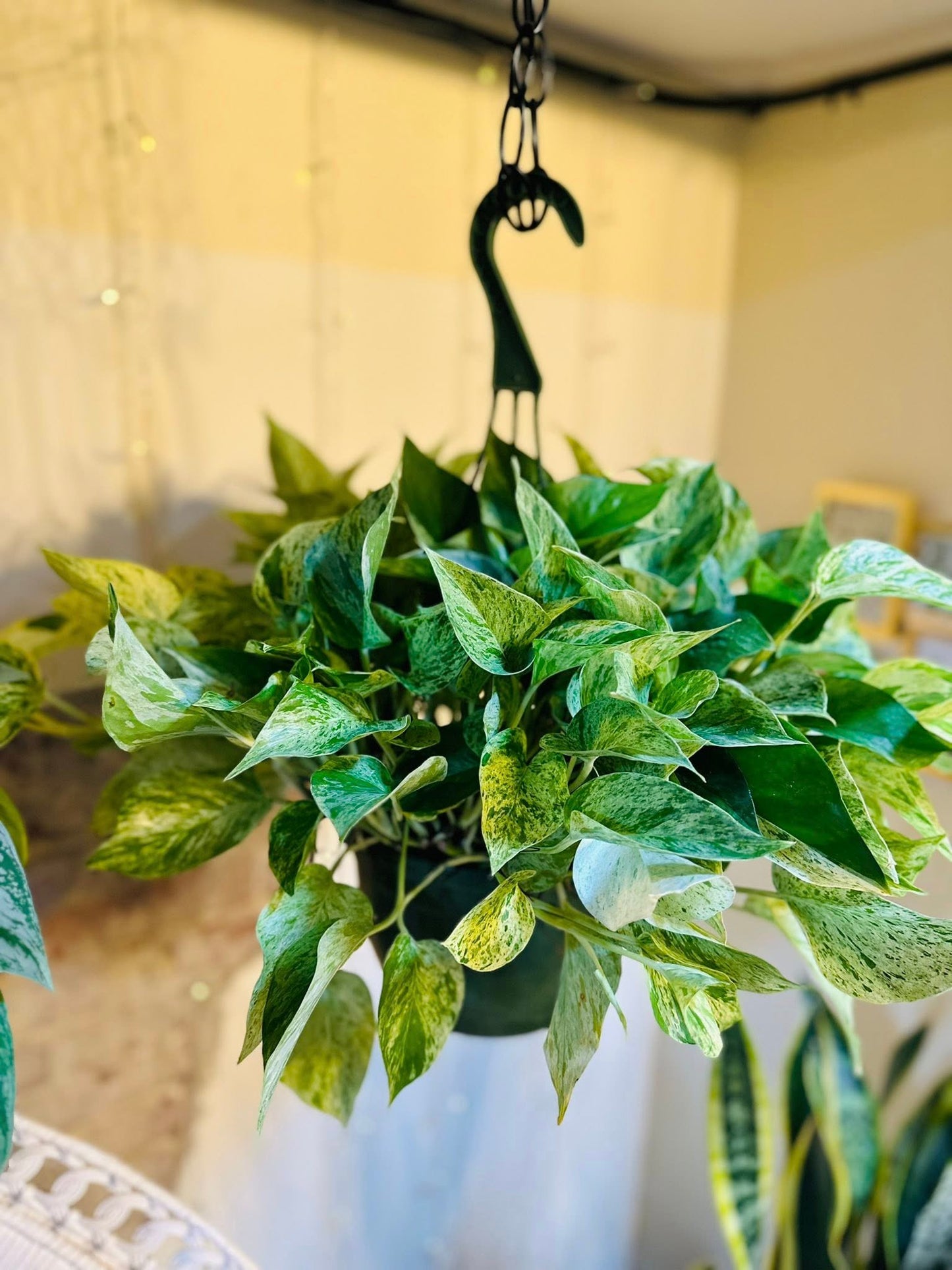 8" Snow Queen Pothos Basket