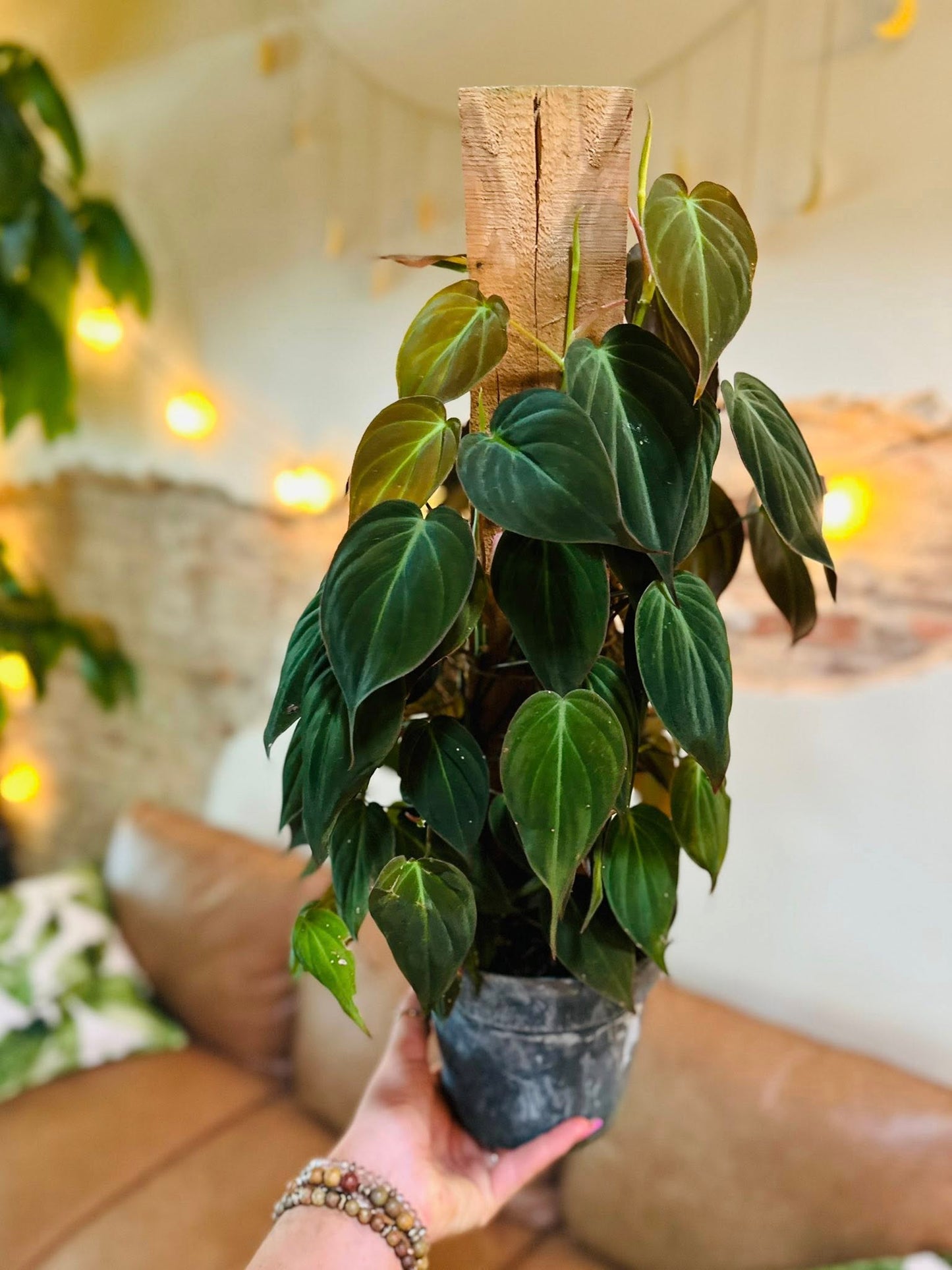 6" Philodendron Micans Totem