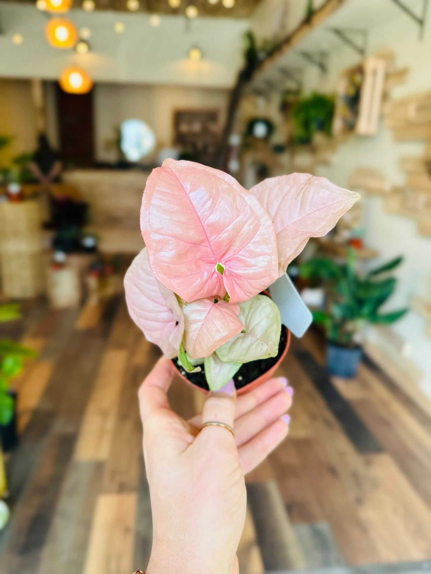 4" Syngonium Neon Pink