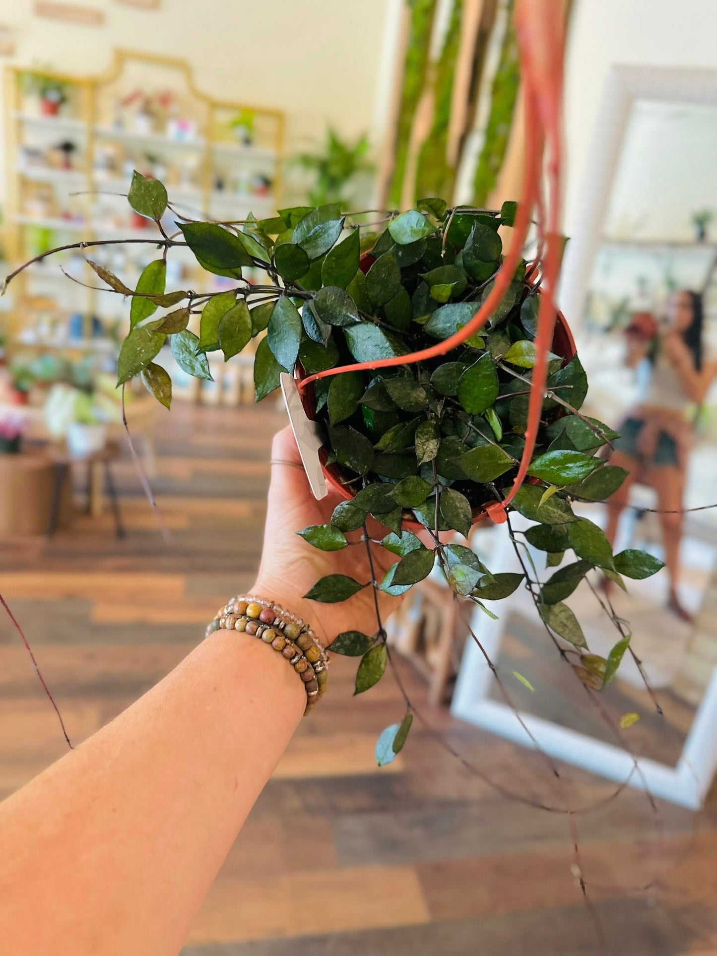 6" Hoya Krohniana Black Basket