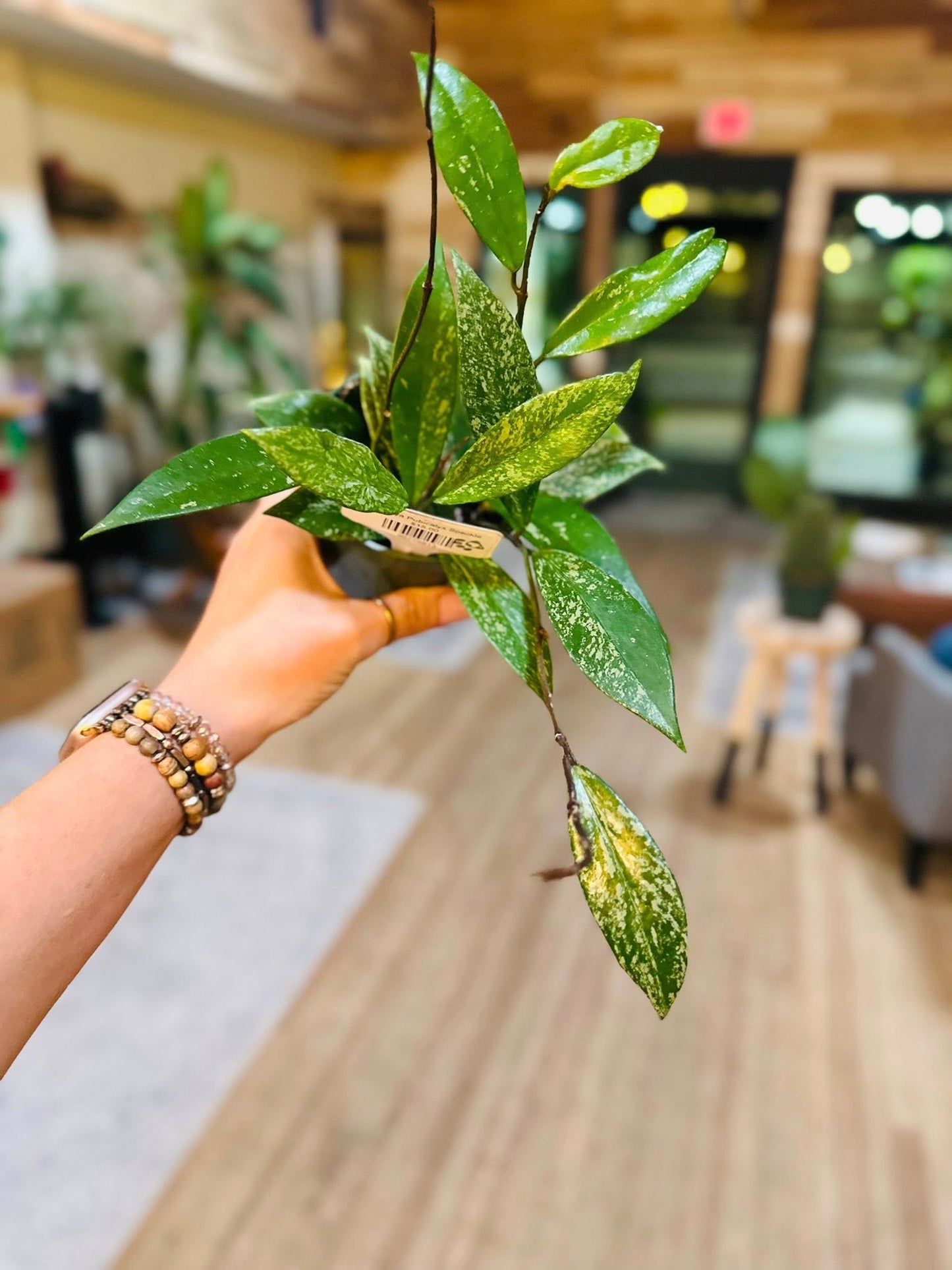 4" Hoya Pubicalyx