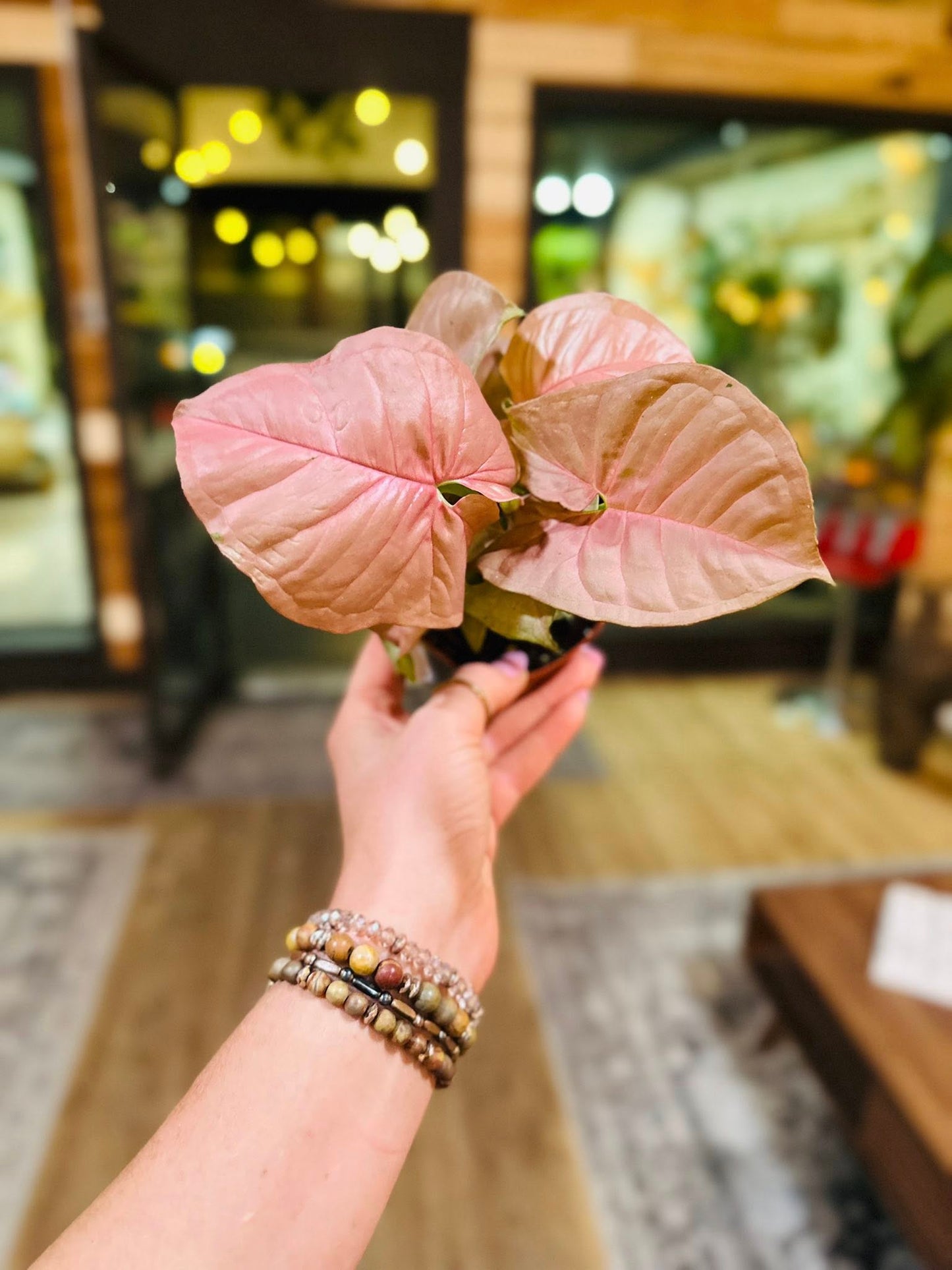 4" Syngonium Neon Pink