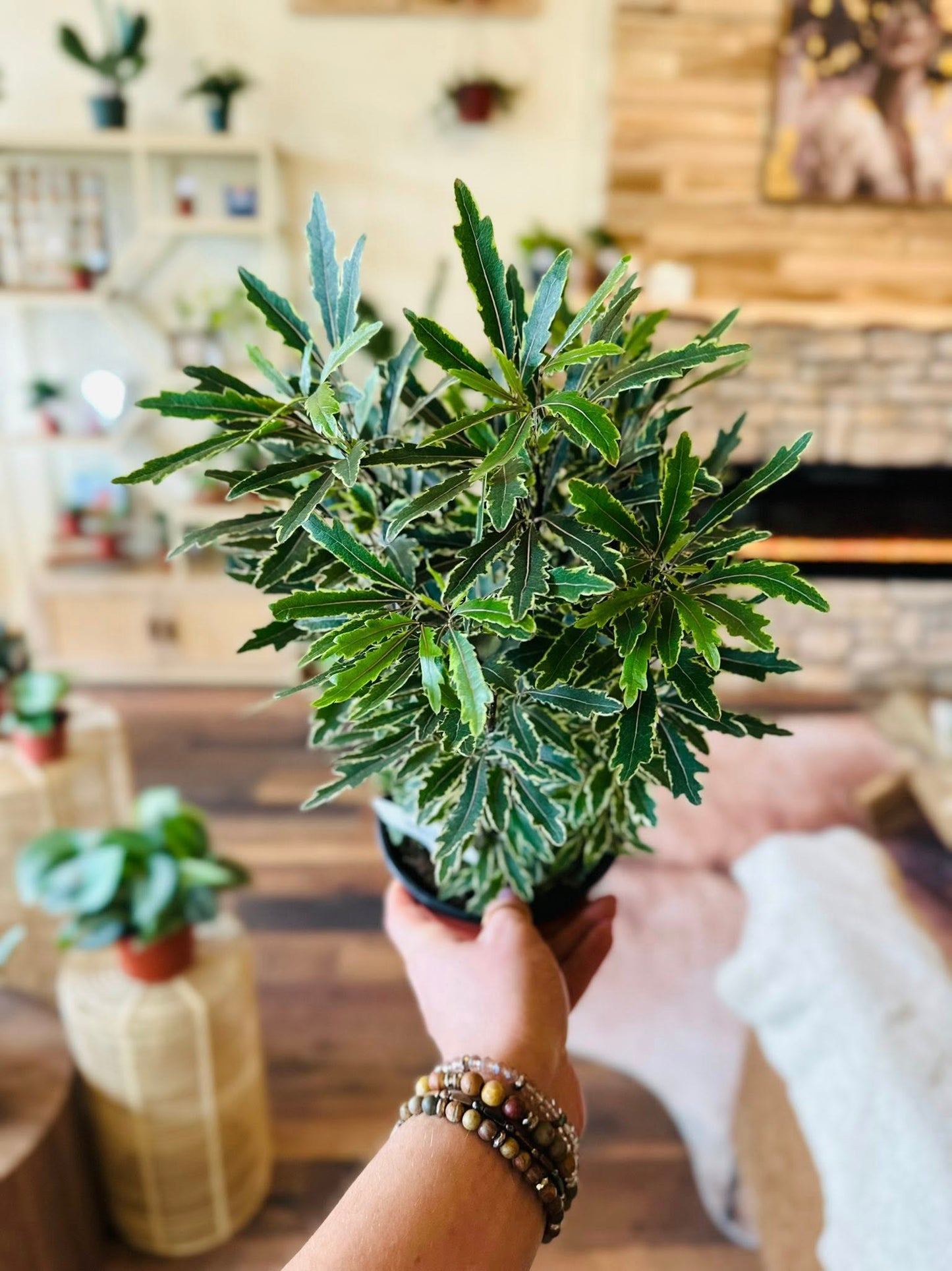 6" Aralia Bianca