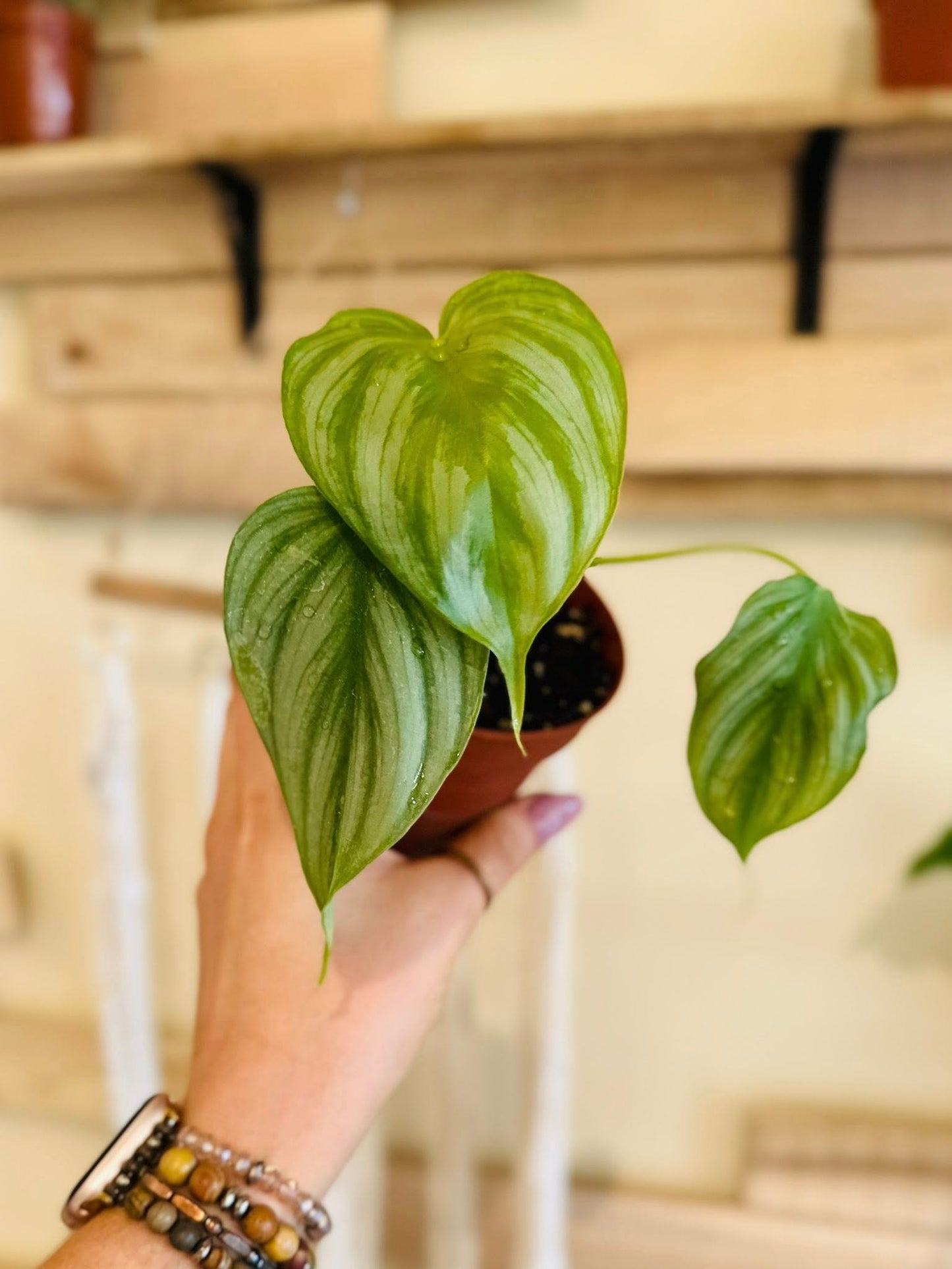 4" Philodendron Pastazanum