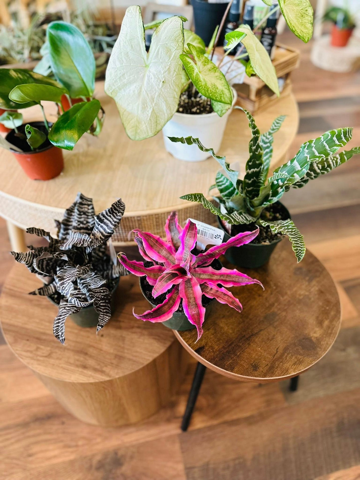 5" Cryptanthus