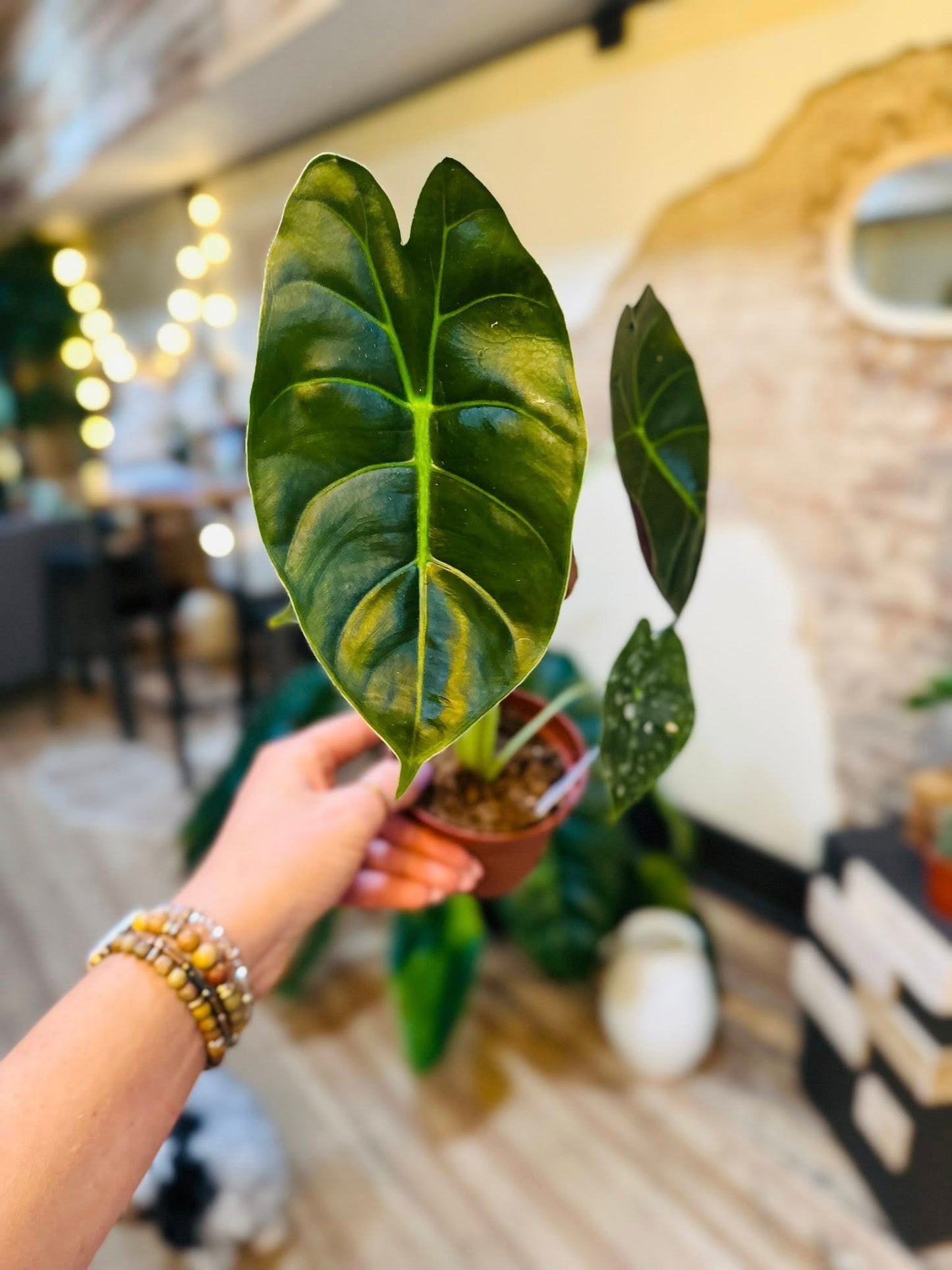 4" Alocasia Golden Bone