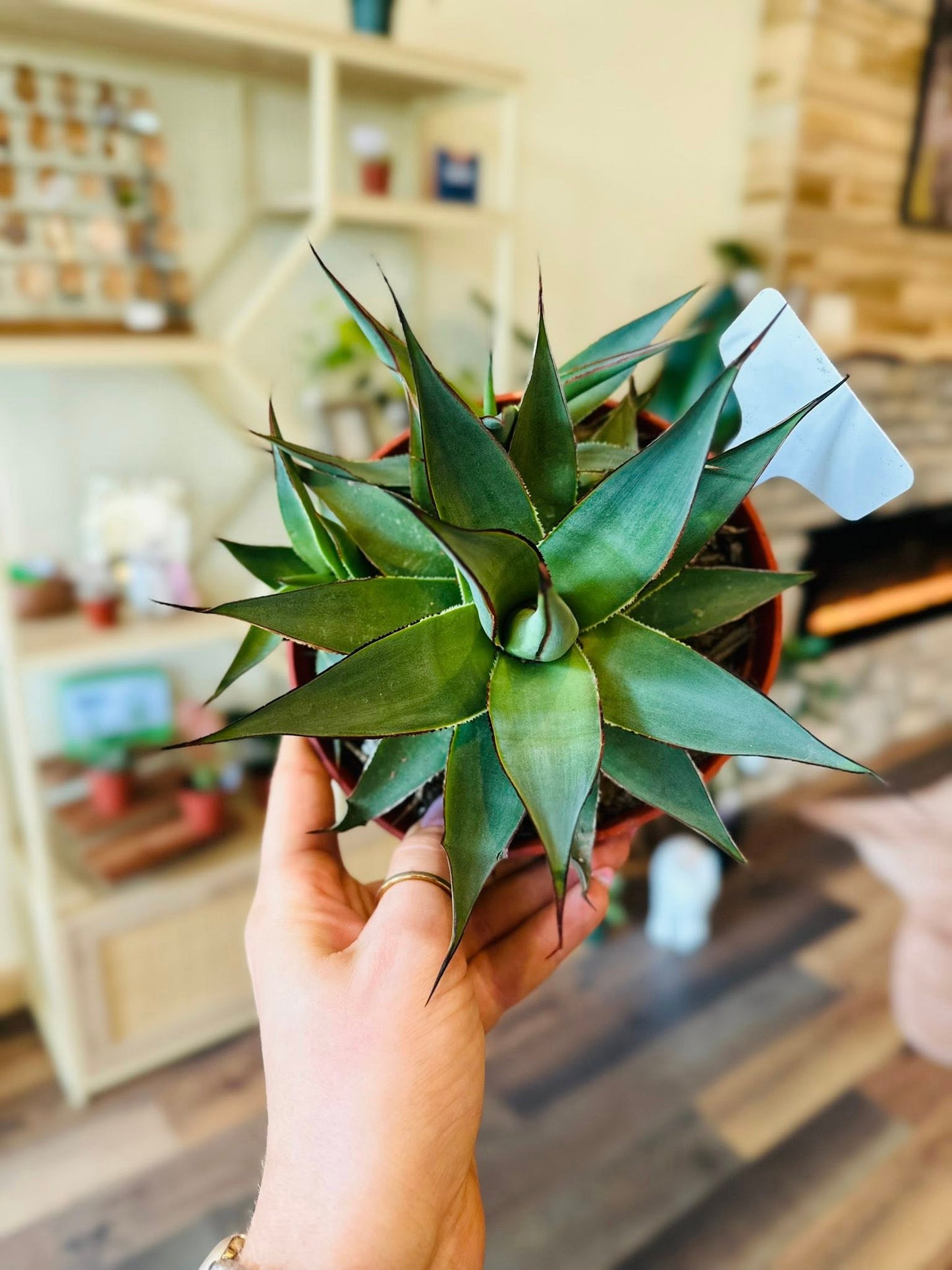 6" Agave Blue Glow