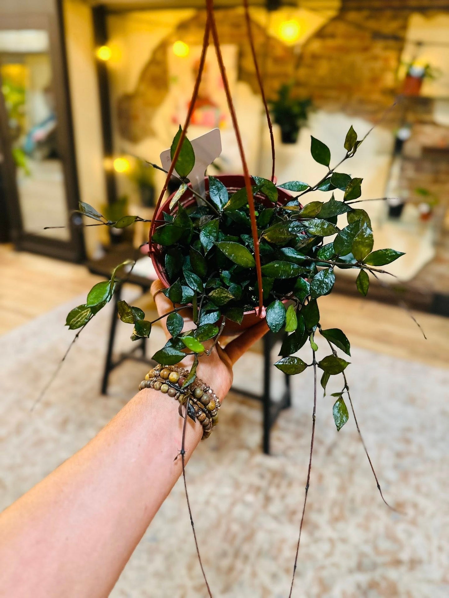 6" Hoya Krohniana Black Basket