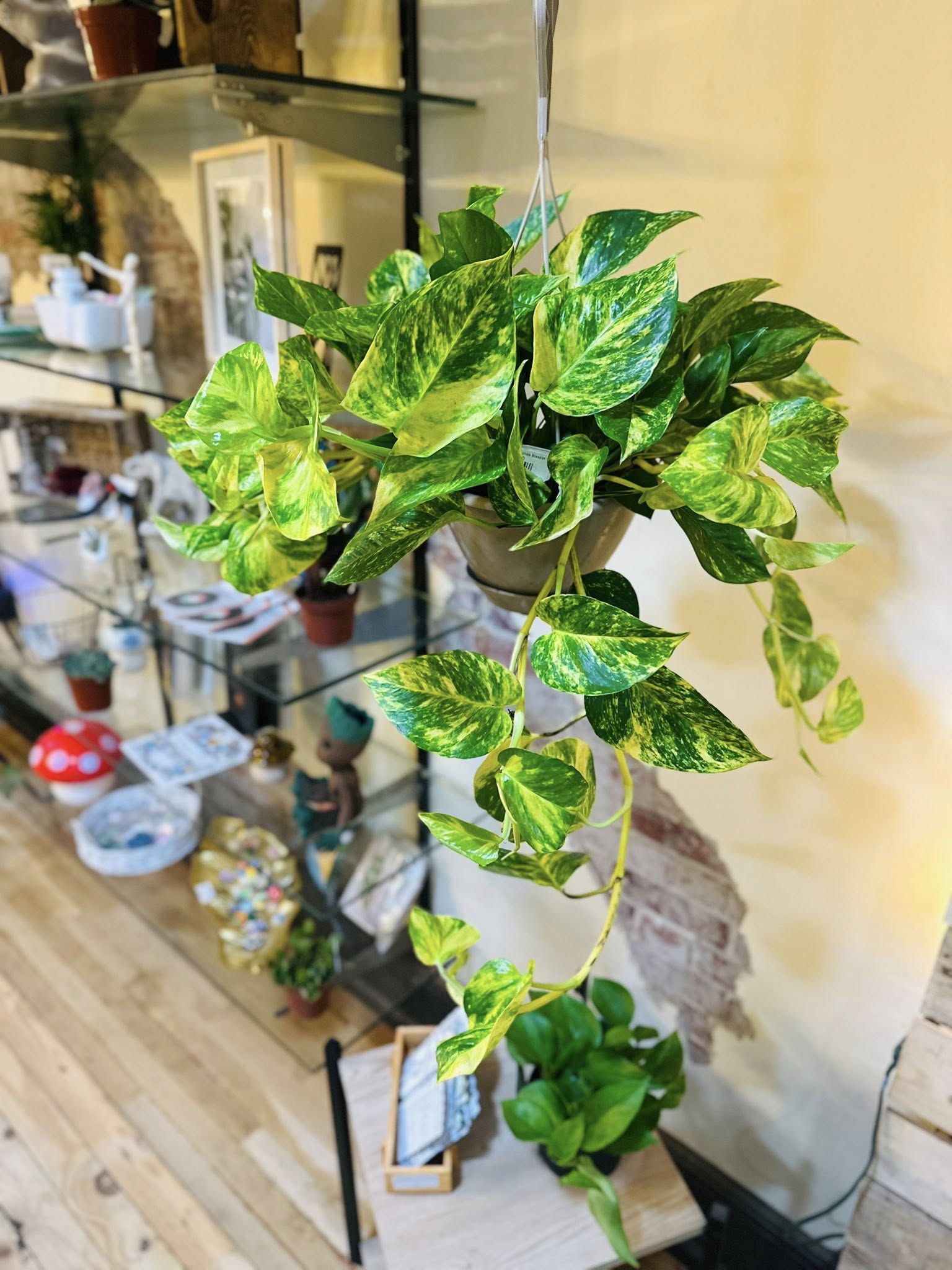 gold pothos 8" Churchill Pothos Basket