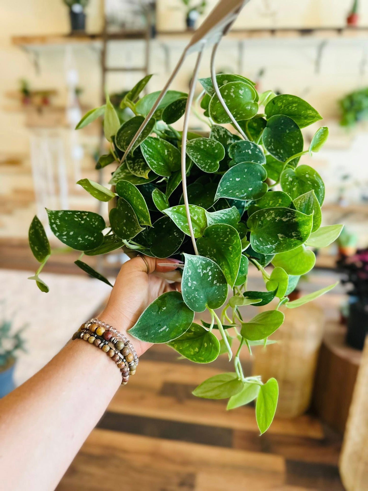 6" Scindapsus Pictus Basket
