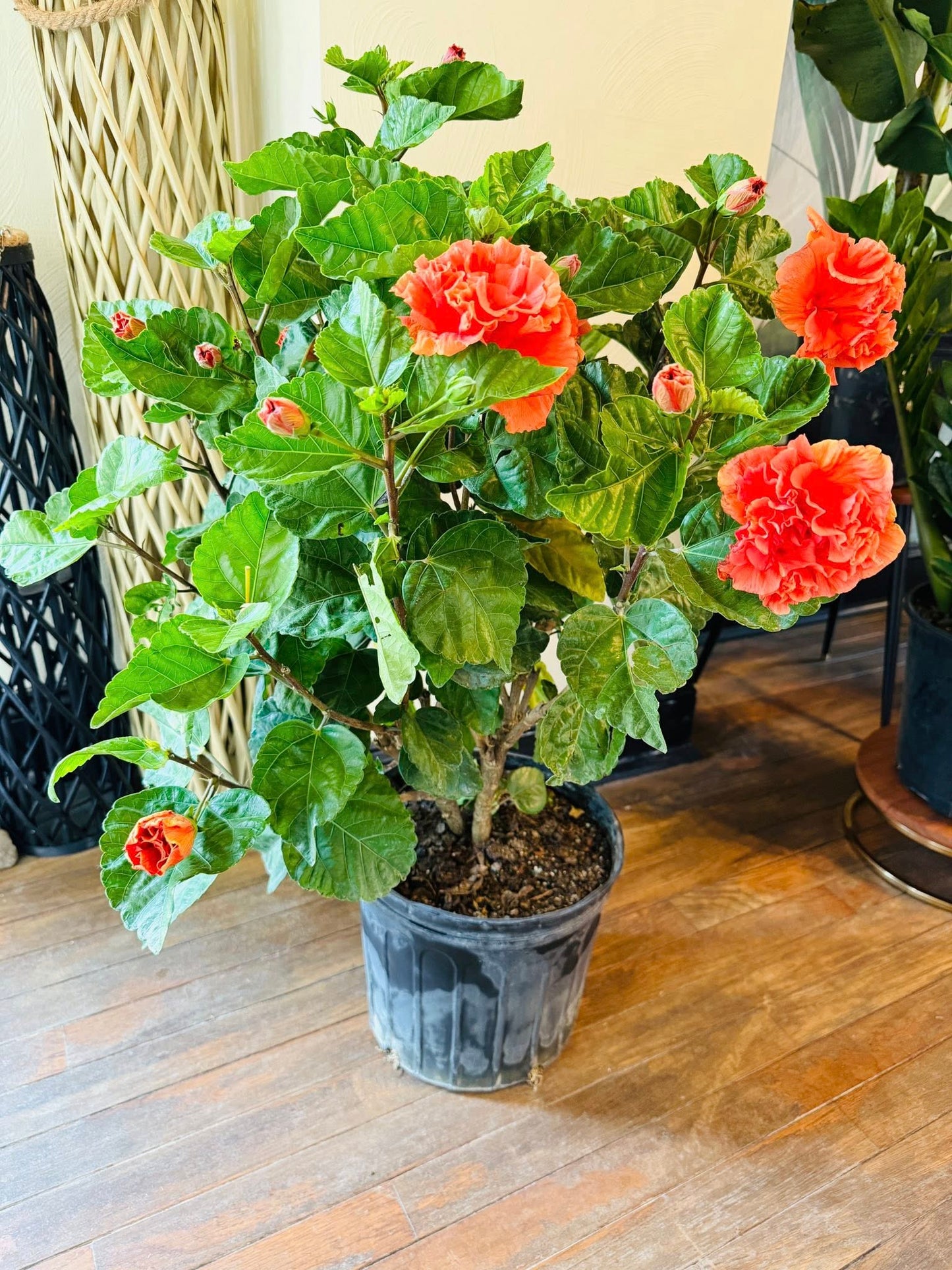 10" Hibiscus Double Orange