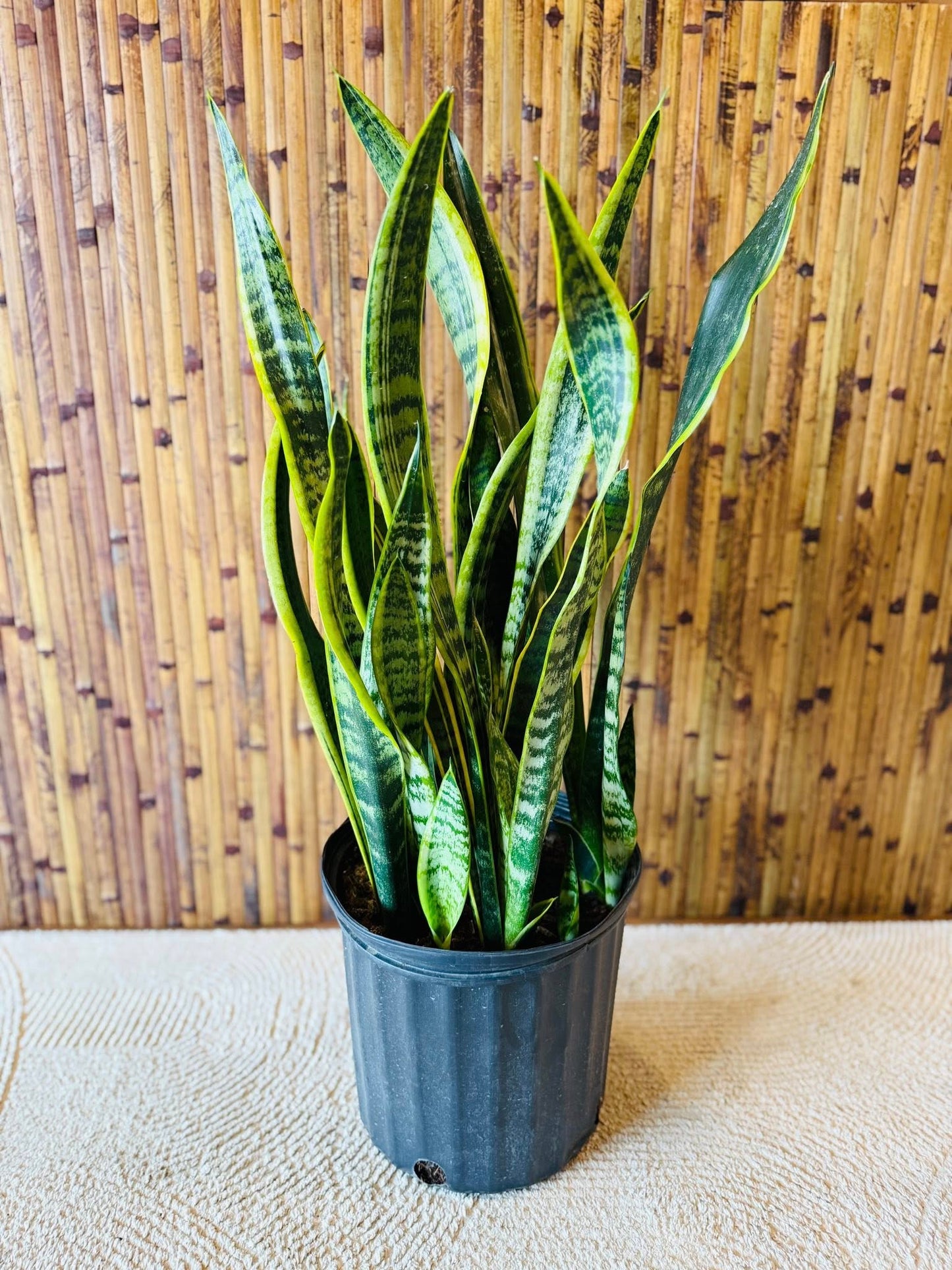 8" Laurentii Snake Plant