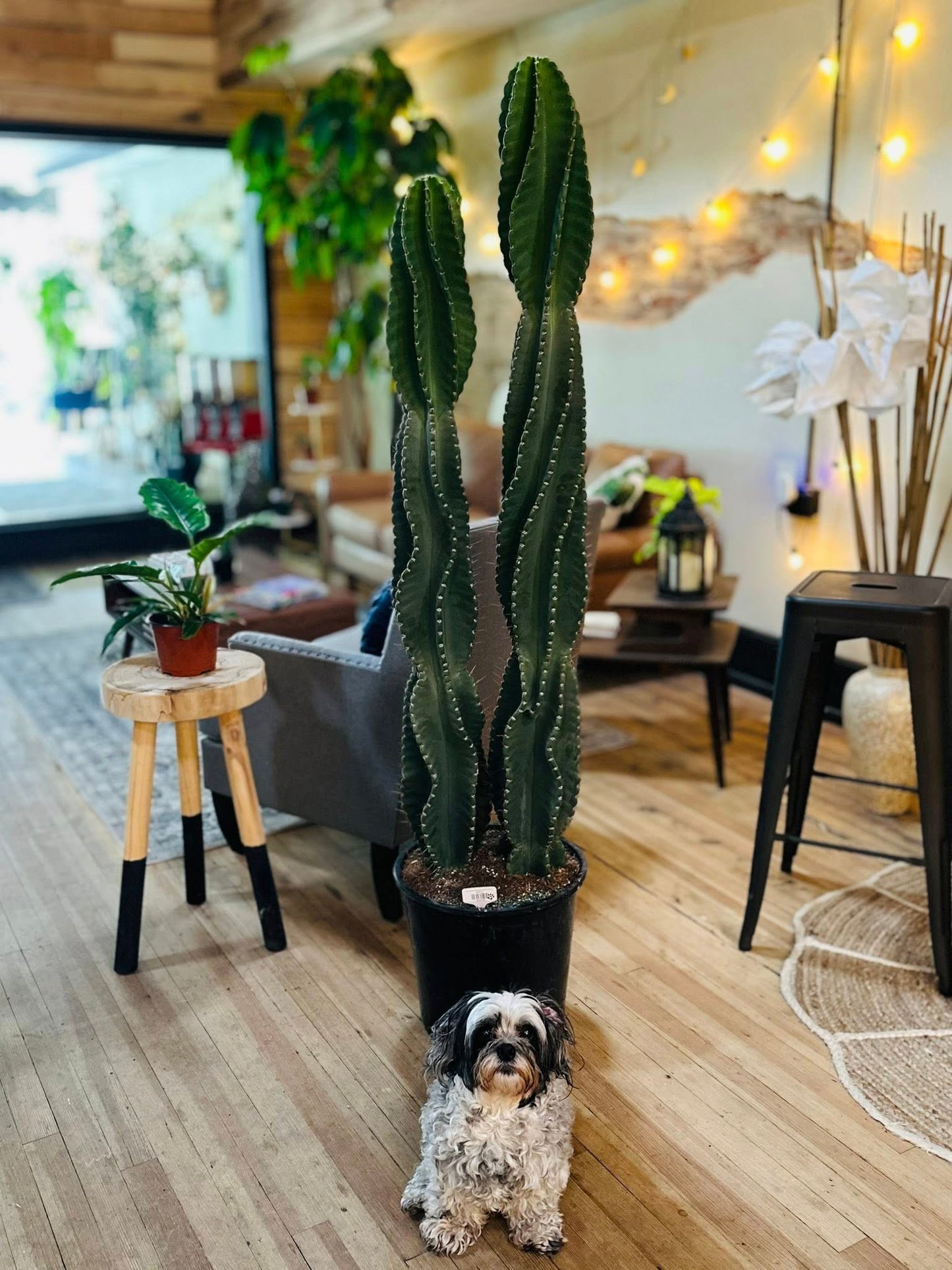 14" Cereus Peruvianus Spiral Cactus