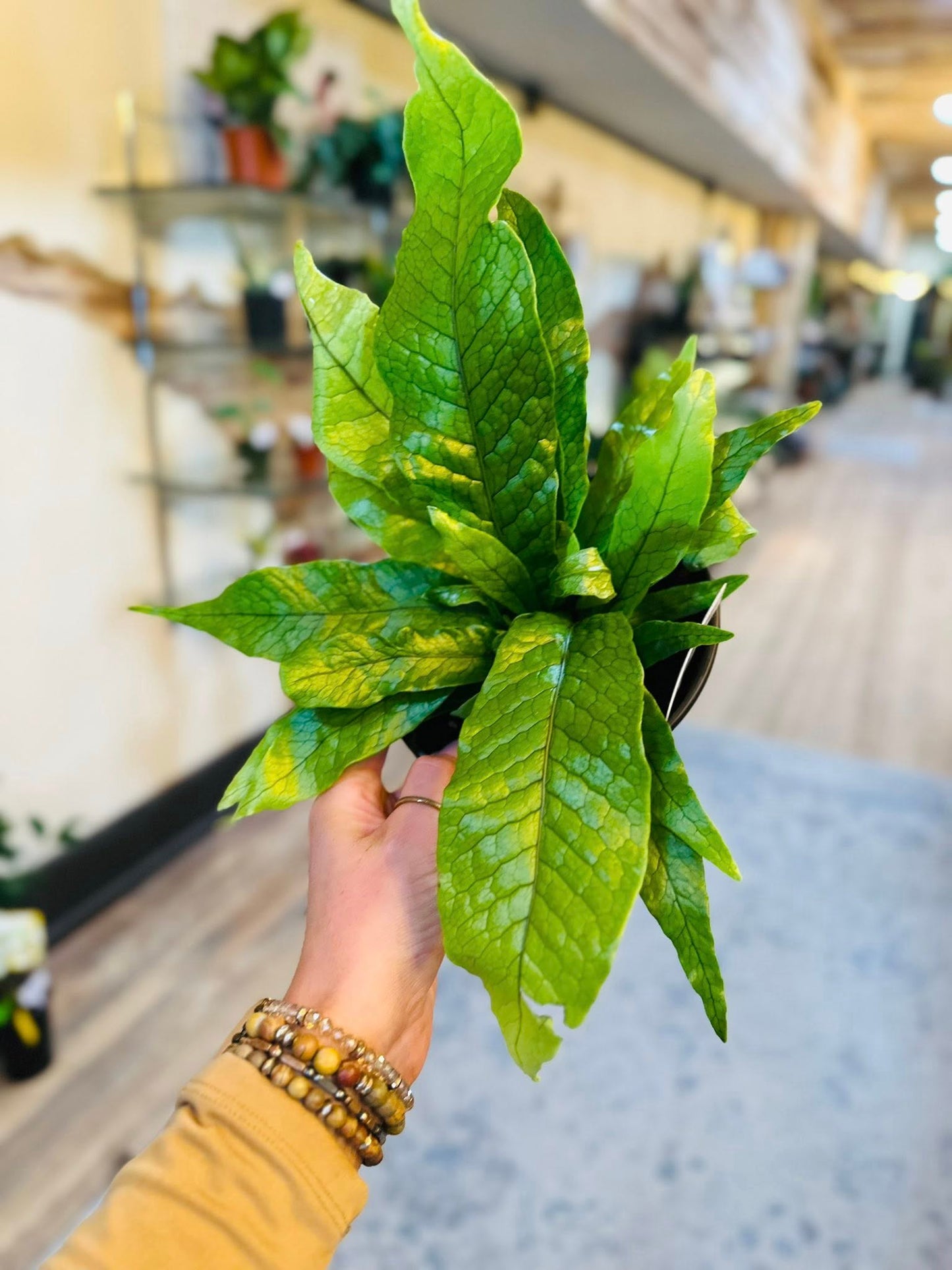 6" Crocodile Fern