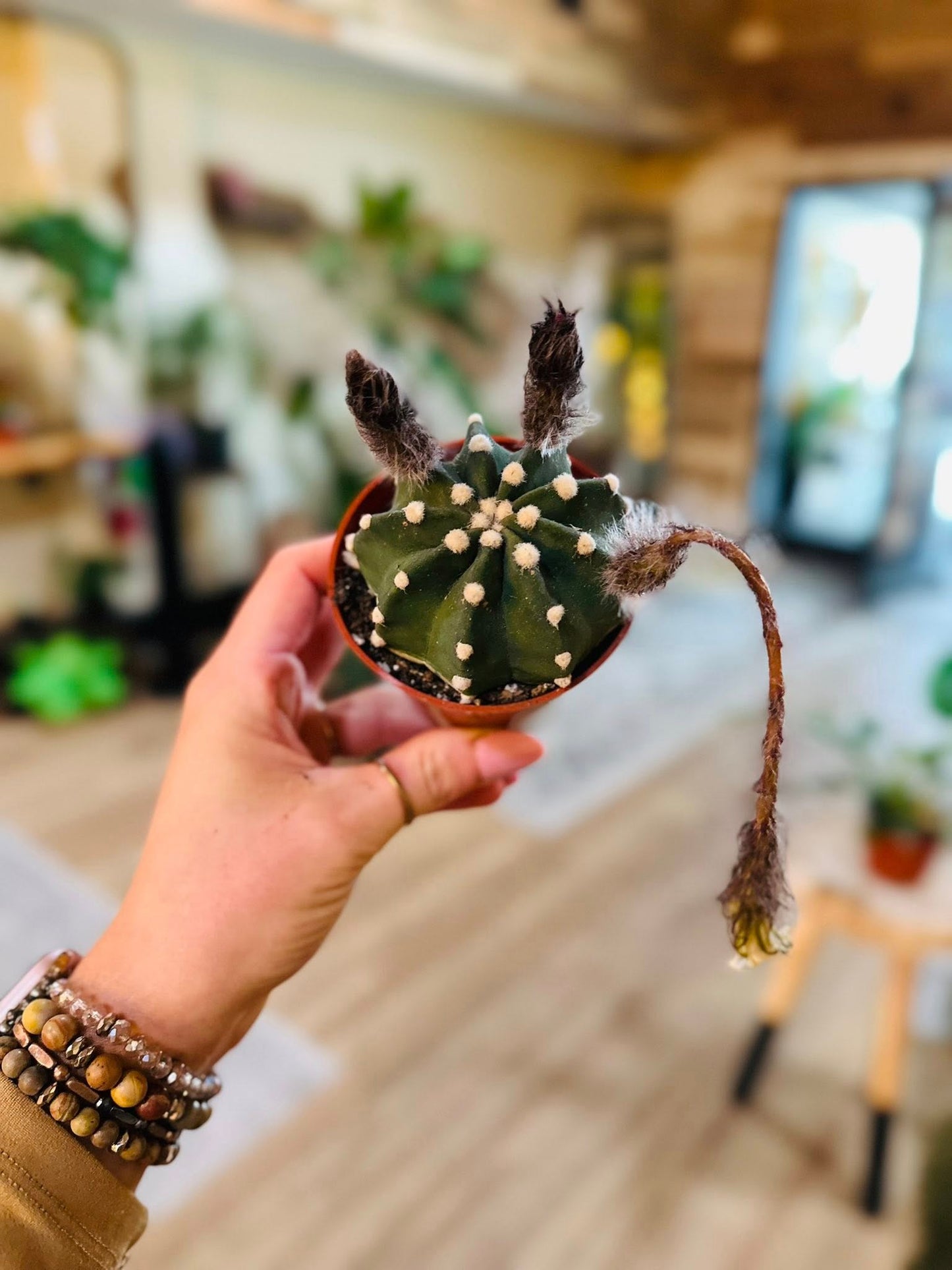 3.5" Domino Cactus