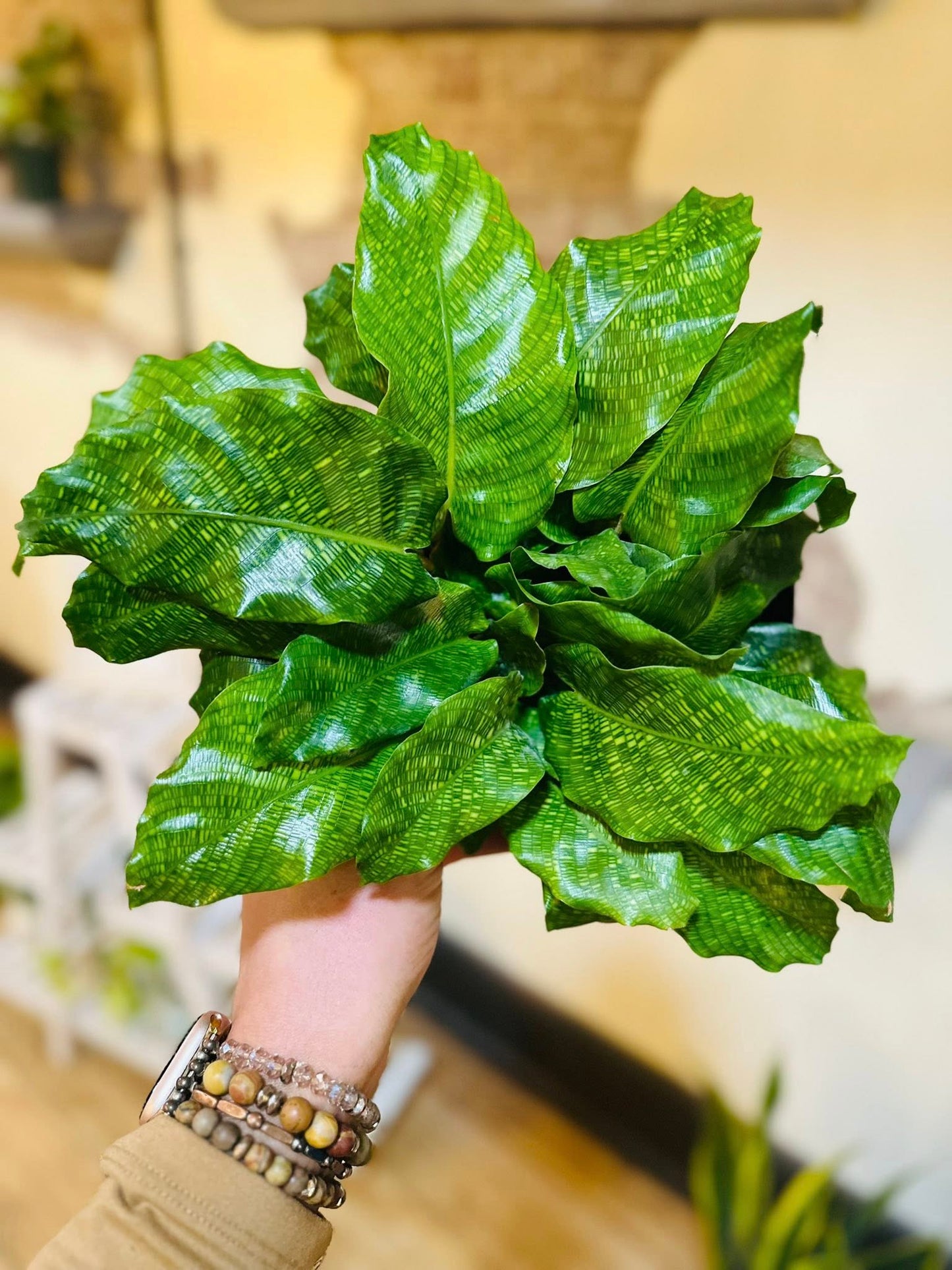 6" Calathea Network