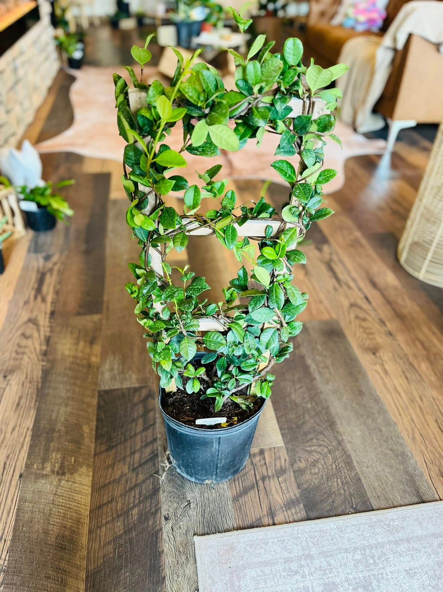 10" Jasmine Confederate Trellis